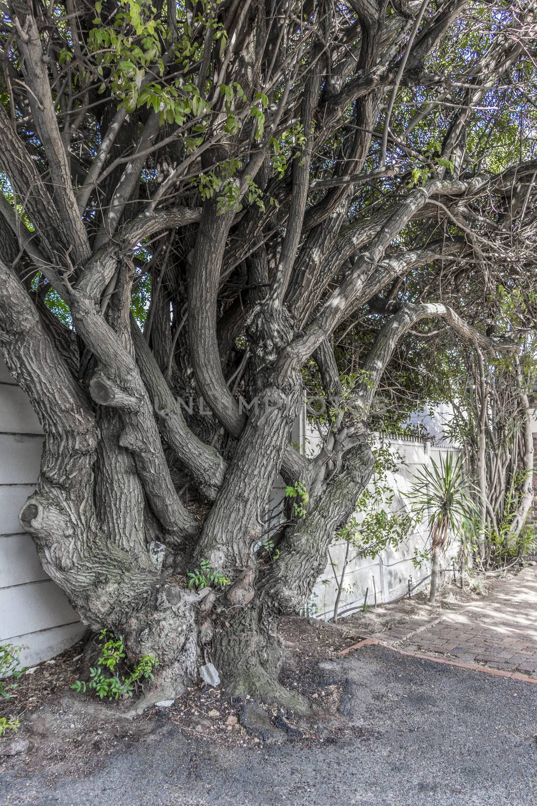 Big African unique and multi-stemmed tree in Cape Town. by Arkadij