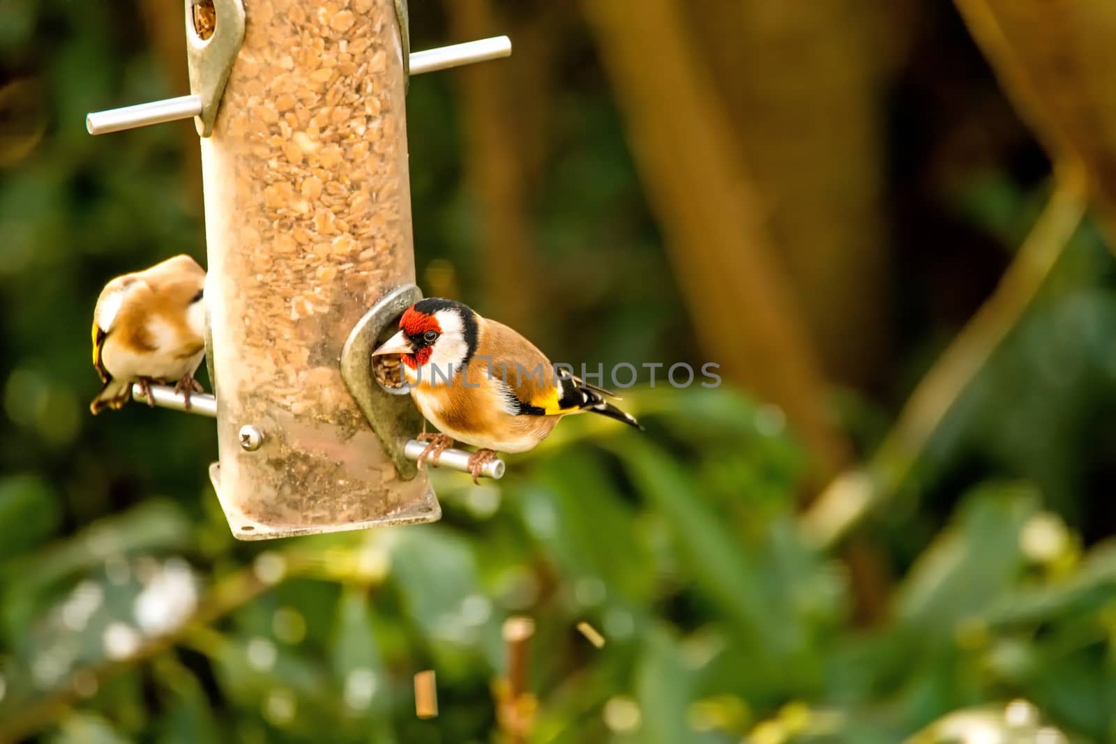 The European goldfinch at a fodder house in Germany by Jochen