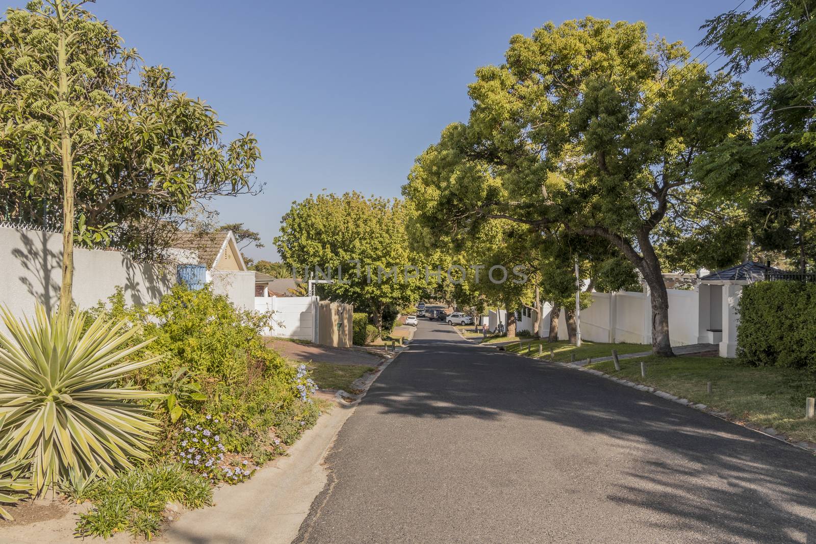 Street in the town of Claremont, Cape Town, South Africa. Sunny weather and blue sky.