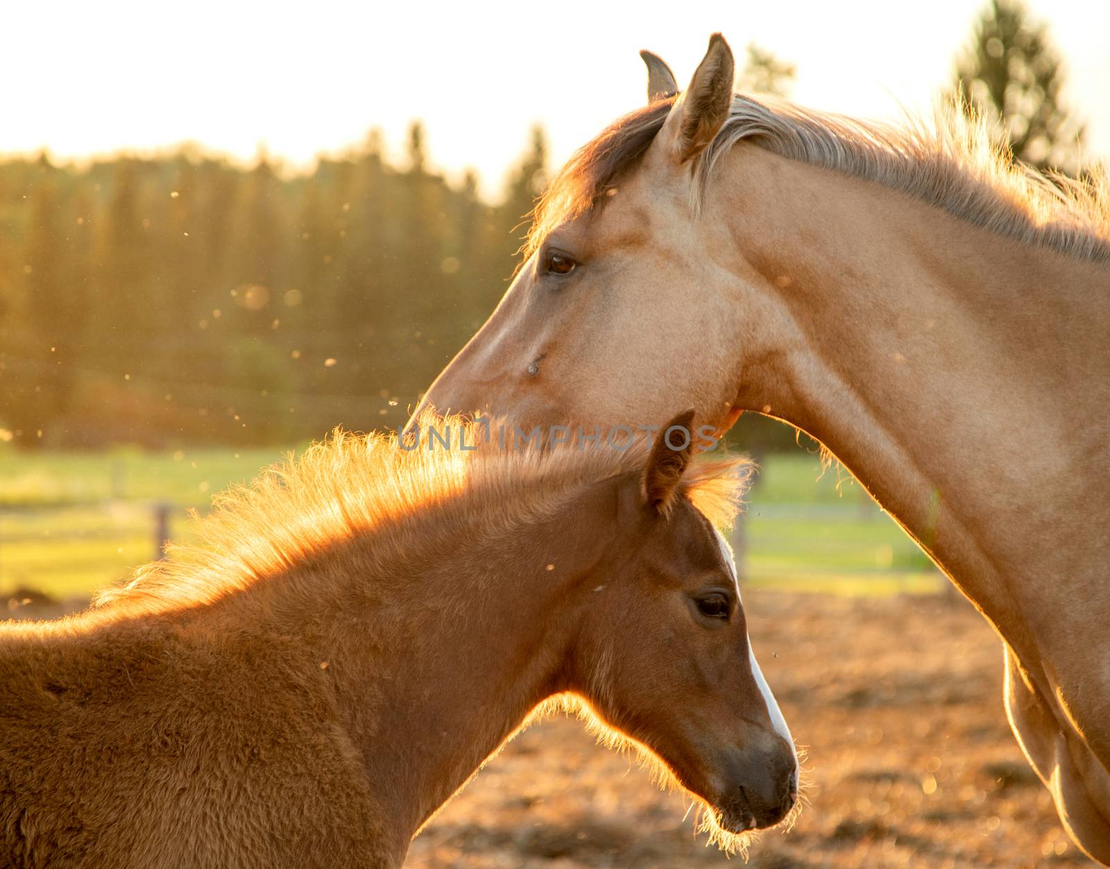 A young man in a pen with his mother mare walks in the evening sun