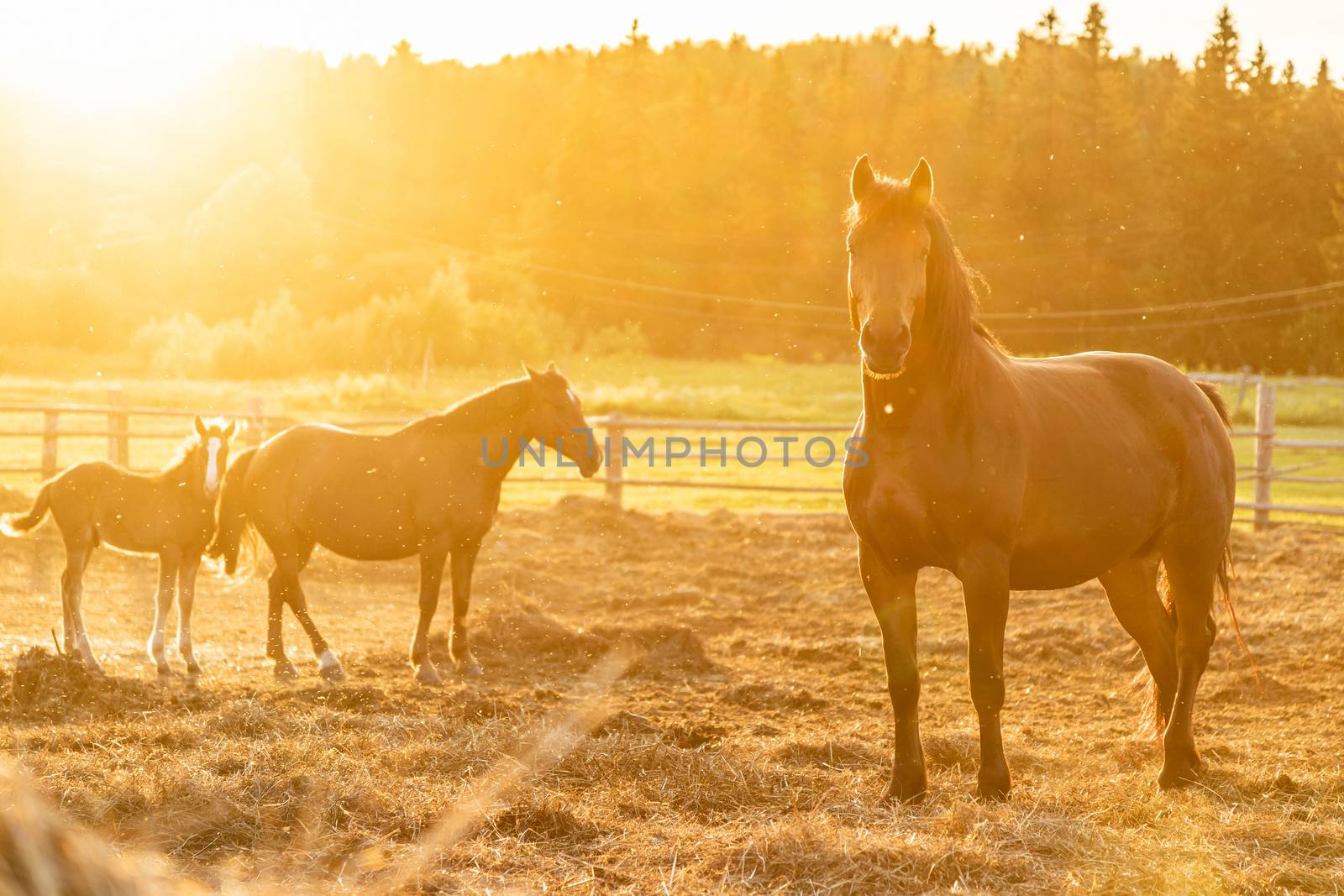 Grazing a herd of horses in a paddock by sveter