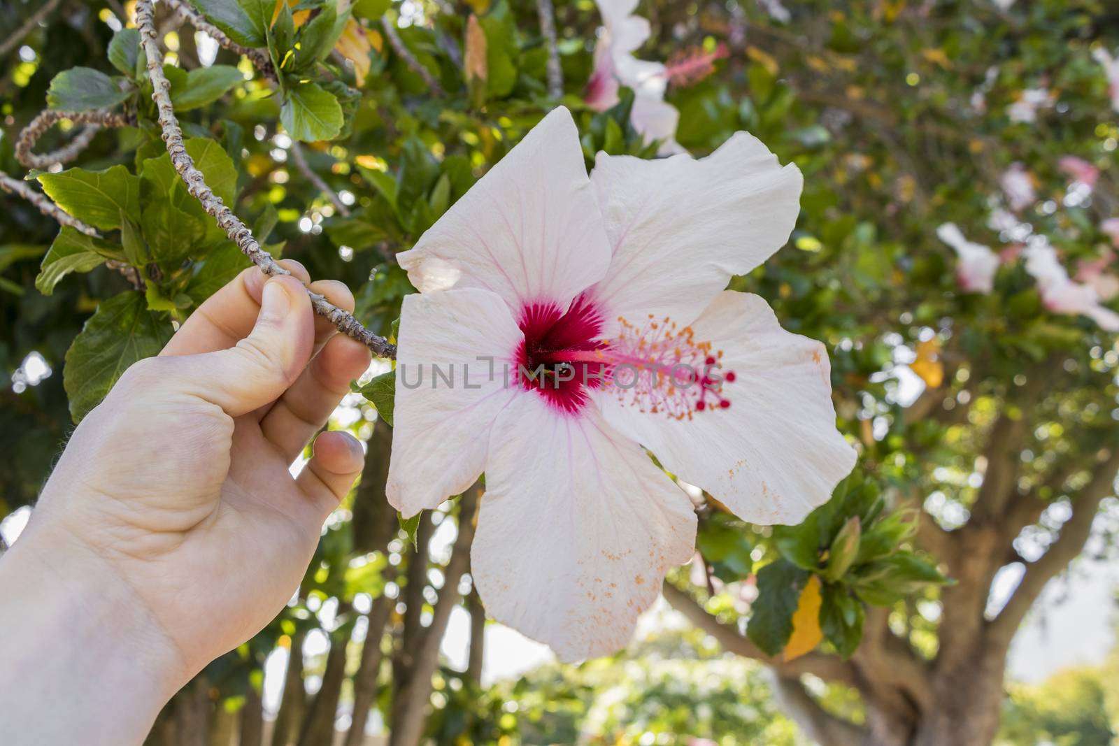 Holding beautiful Hibiscus with white flowers from South Africa.