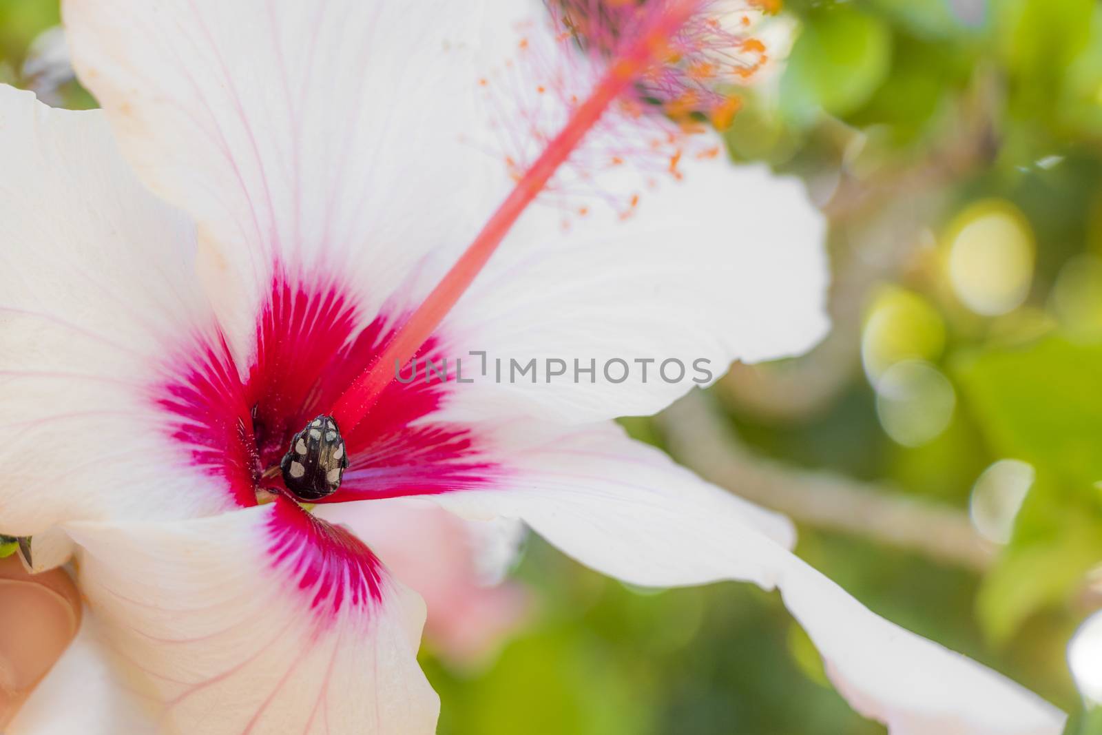 Hibiscus white flowers with Oxythyrea mourning owl, black beetle. by Arkadij