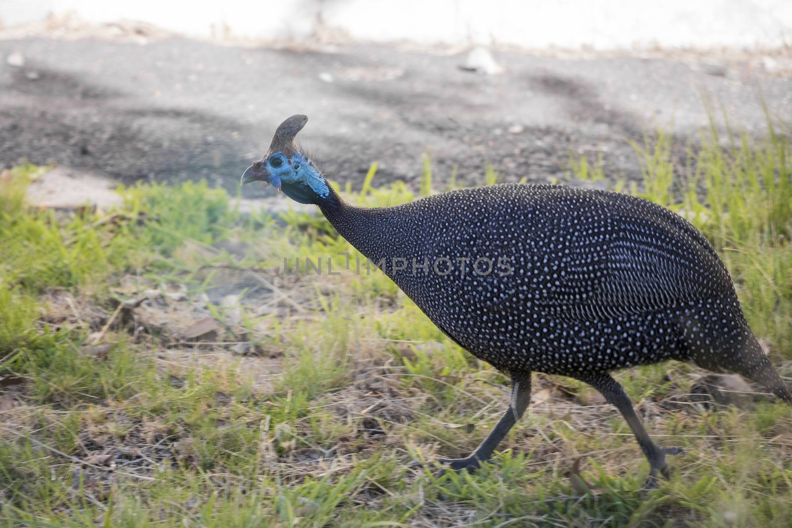 Helm Guinea Fowl, helmeted guineafowl, numida meleagris, South Africa by Arkadij