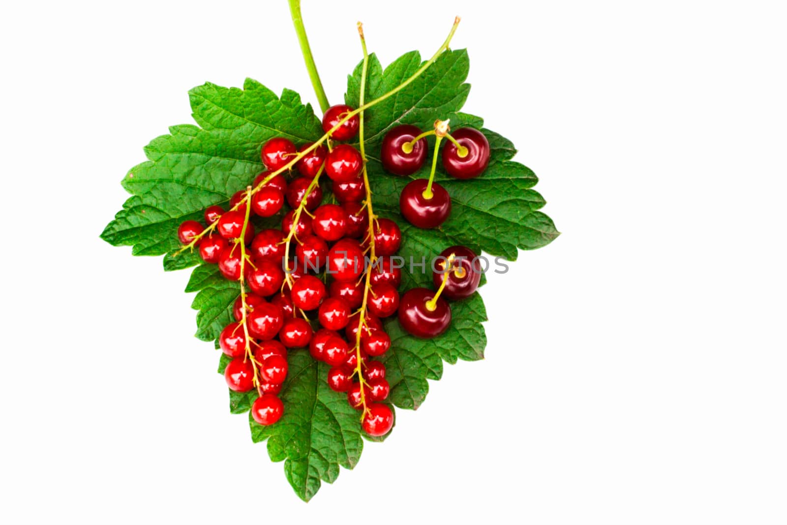 Currant and cherry on green sheet