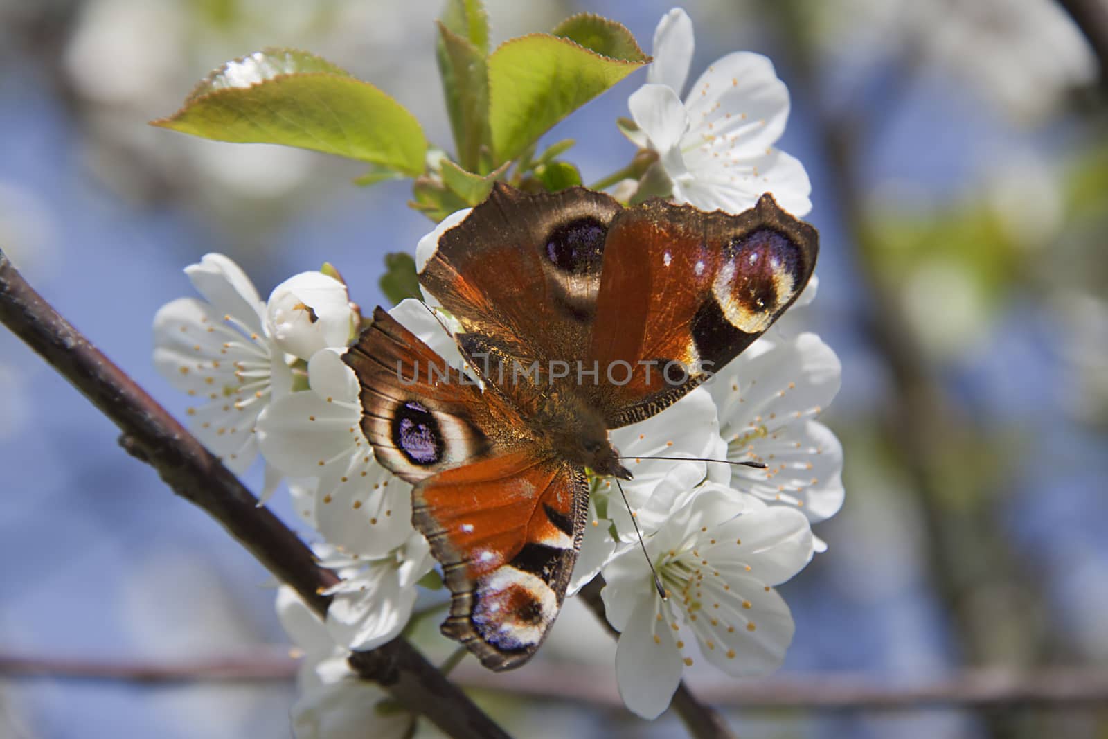 A multicolored butterfly sits on a white Apple blossom by client111