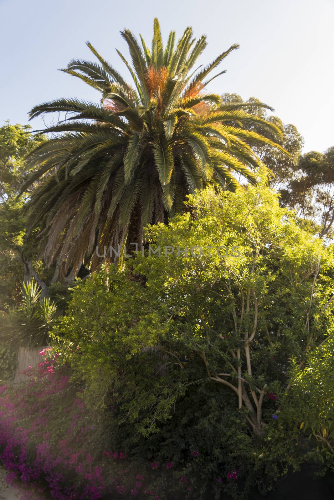 South African garden with palm trees. by Arkadij