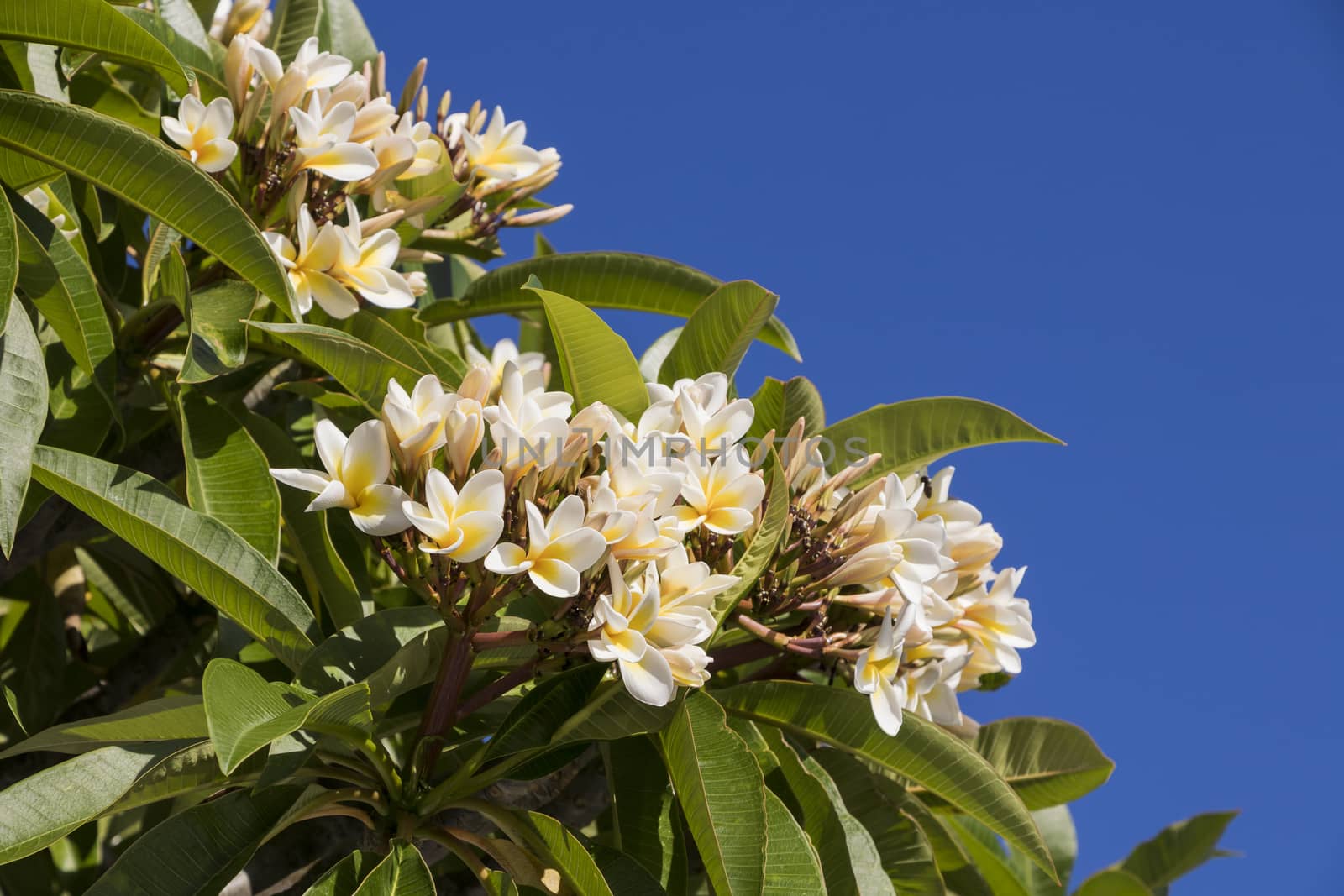 Plumeria shrub with white, yellow flowers. Beautiful plants from the south.