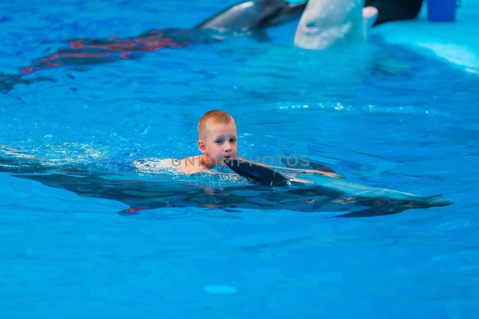 Happy little boy swimming with dolphins in Dolphinarium by Len44ik