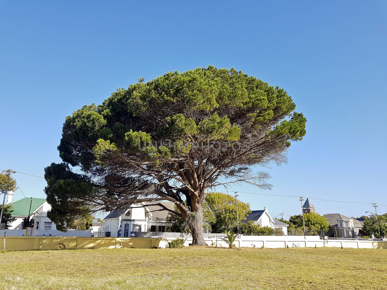 Giant African tree in the park, Cape Town, South Africa. by Arkadij