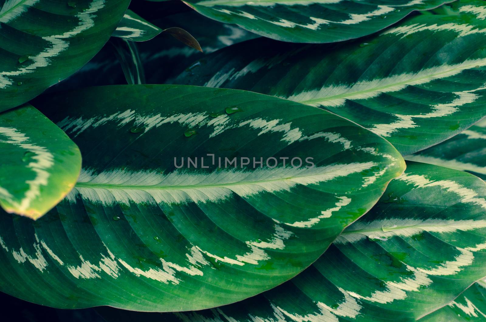 Leaves Calathea ornata pin stripe background blue by sarayut_thaneerat