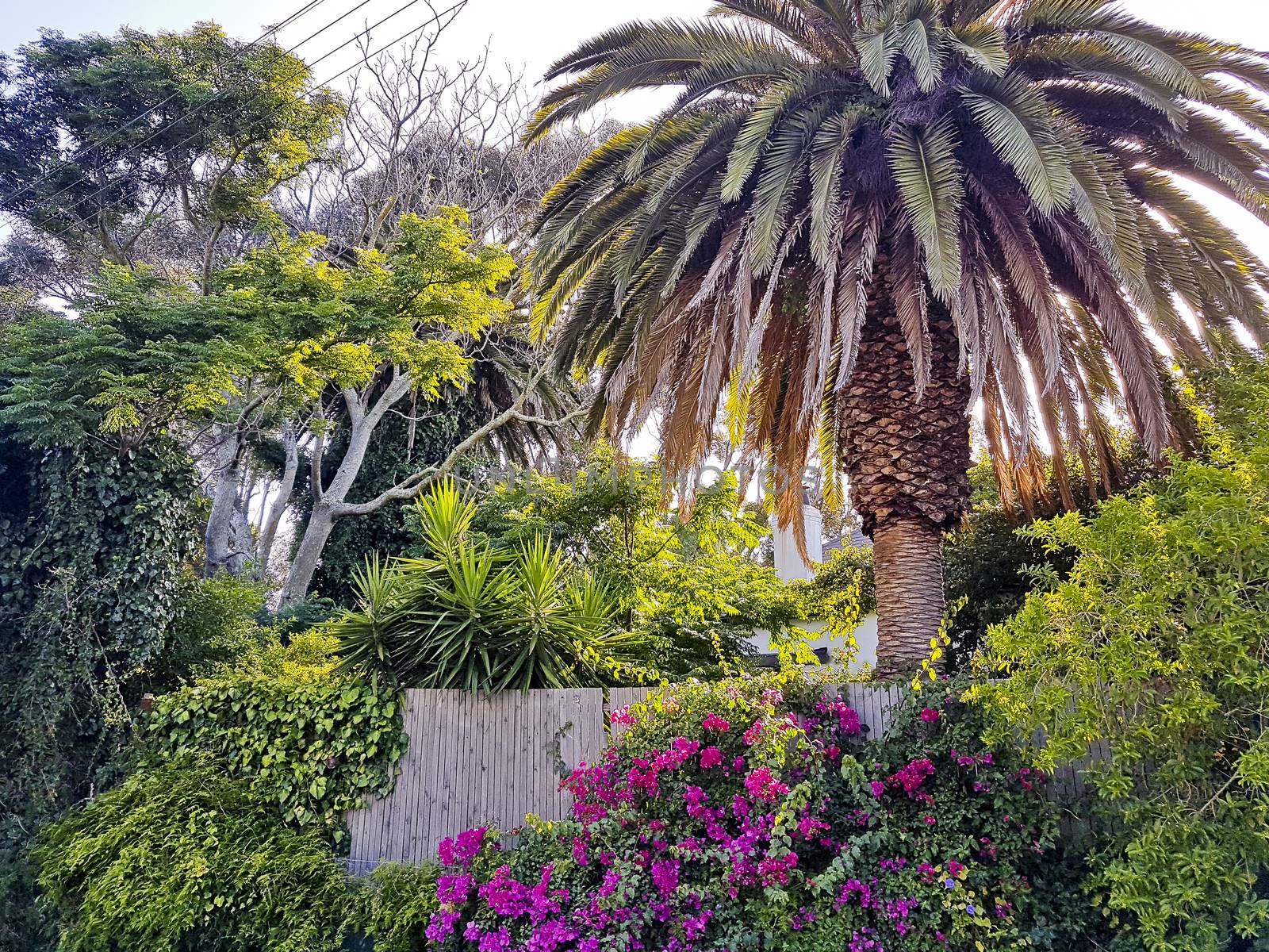 Beautiful South African garden with palm trees, Claremont, Cape Town. by Arkadij