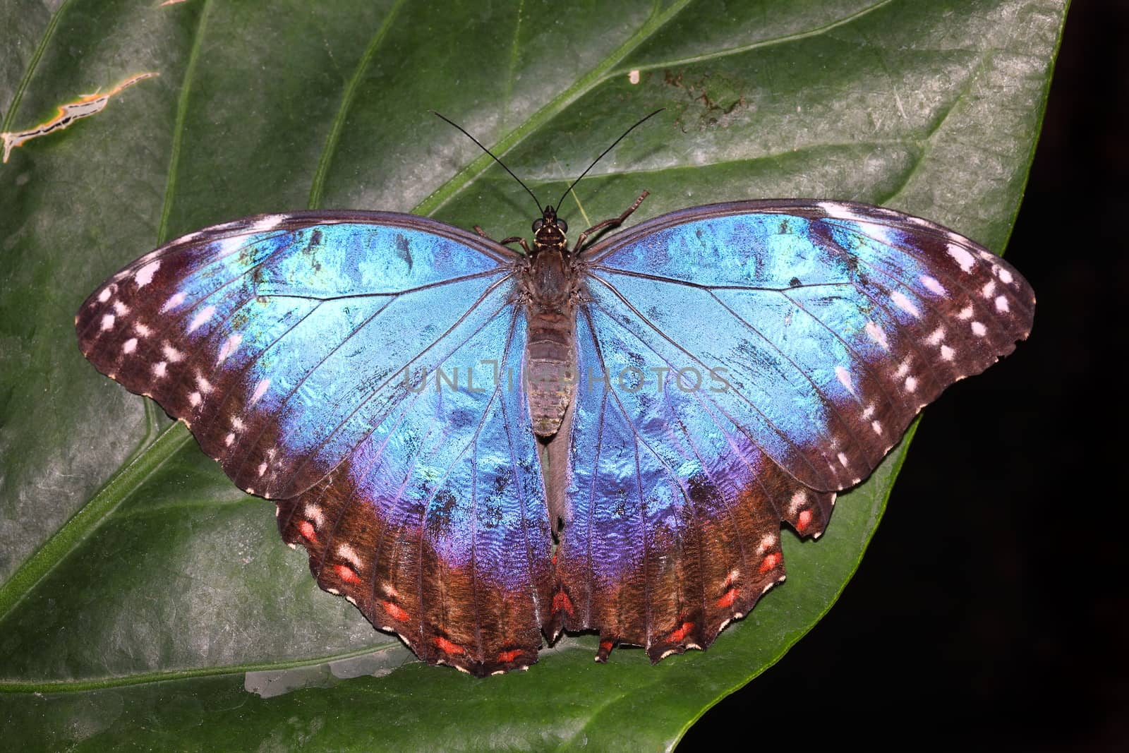 Blue Morpho (Morpho peleides) tropical butterfly on a leaf