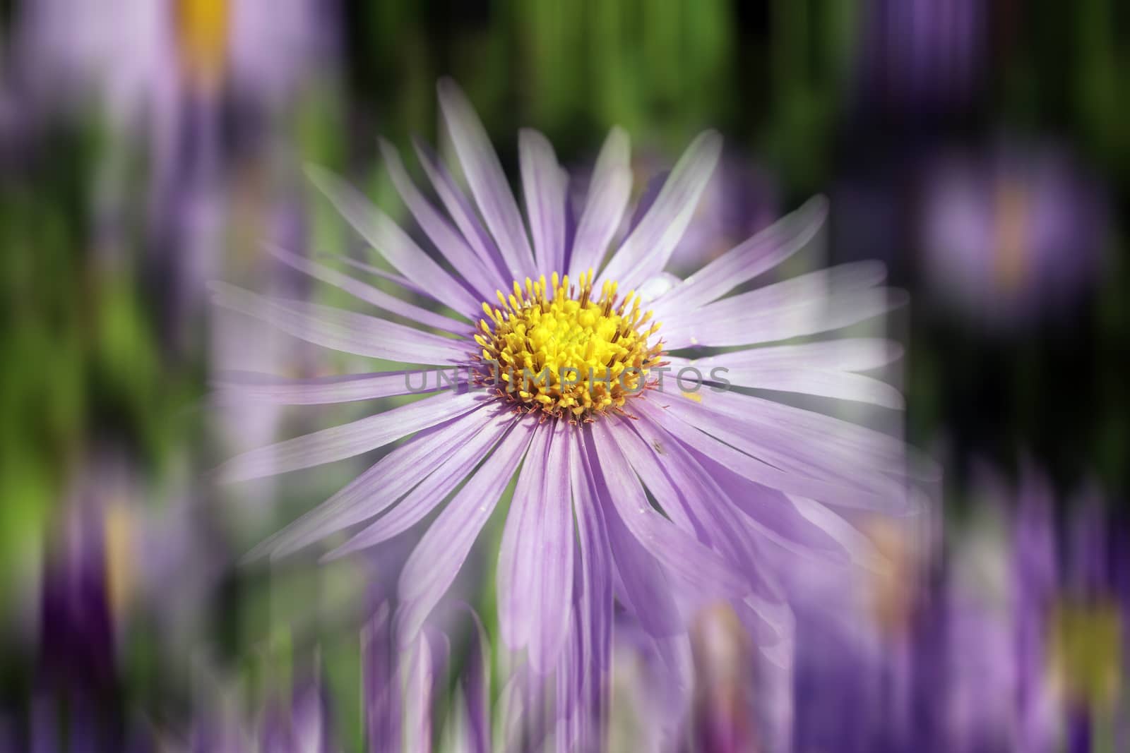 Aster x frikartii, 'Monch'  a common cultivated herbaceous perennial hardy garden flower plant also known as  Michaelmas Daisy with a streak blur effect