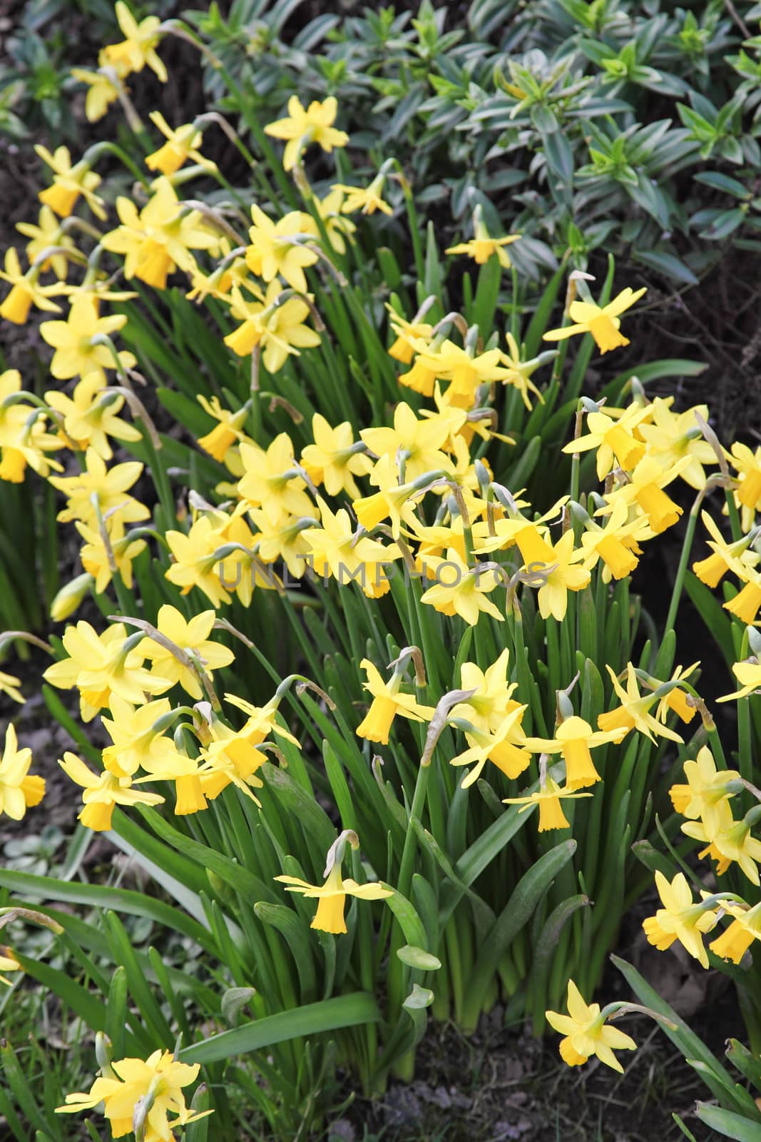 Yellow daffodils flowers in springtime growing outdoors in a garden