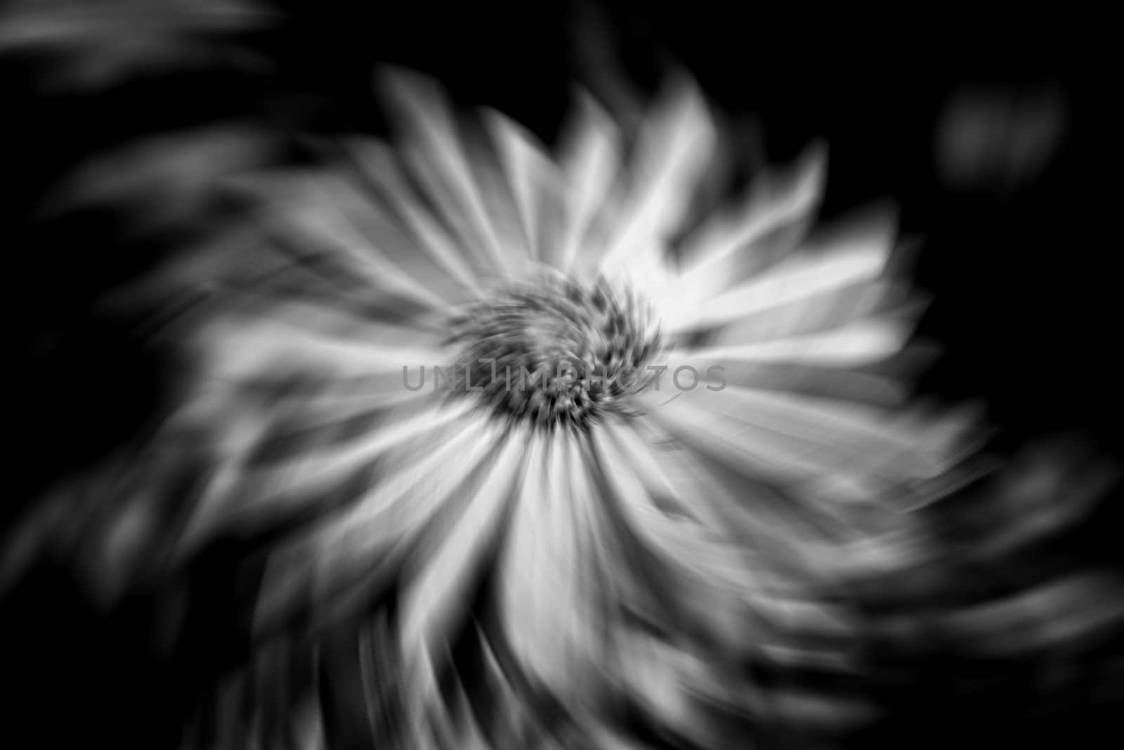 Black and white image of Aster x frikartii, 'Monch'  a common cultivated herbaceous perennial hardy garden flower plant also known as  Michaelmas Daisy with a wind breeze swirl effect