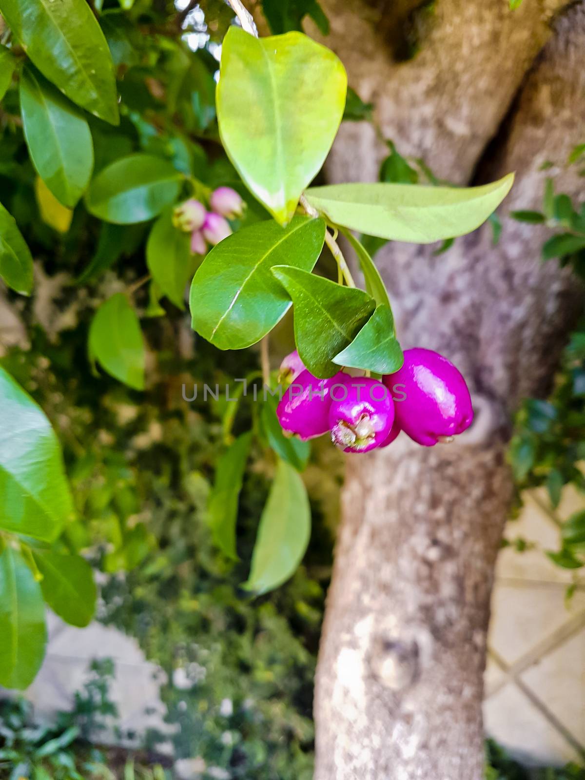 Pink fruits, seeds, flowers buds in the forest, South Africa. by Arkadij