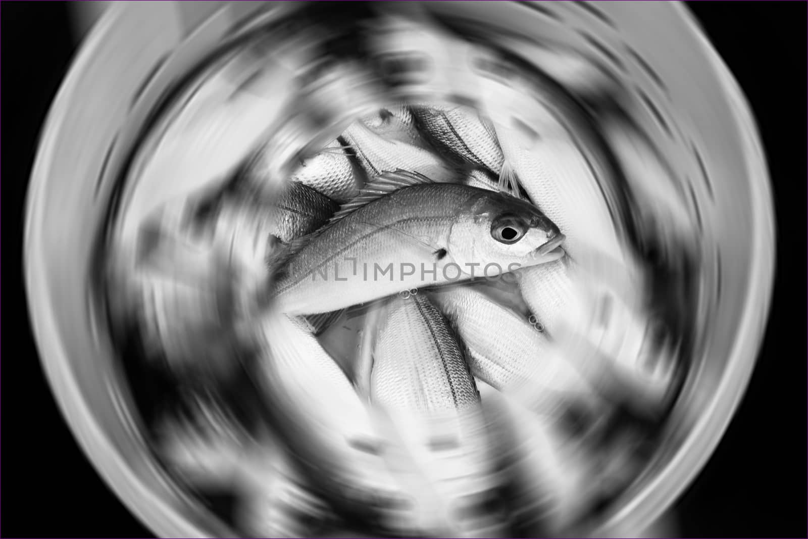 Black and white monochrome image of fresh fish recently caught in a bucket with a radial blur