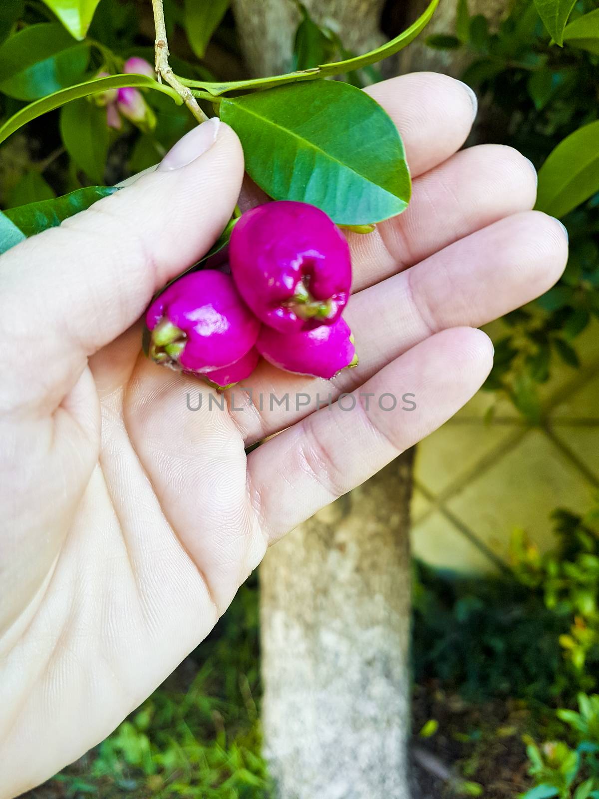 Pink fruits, seeds, flowers buds in the forest, South Africa. by Arkadij