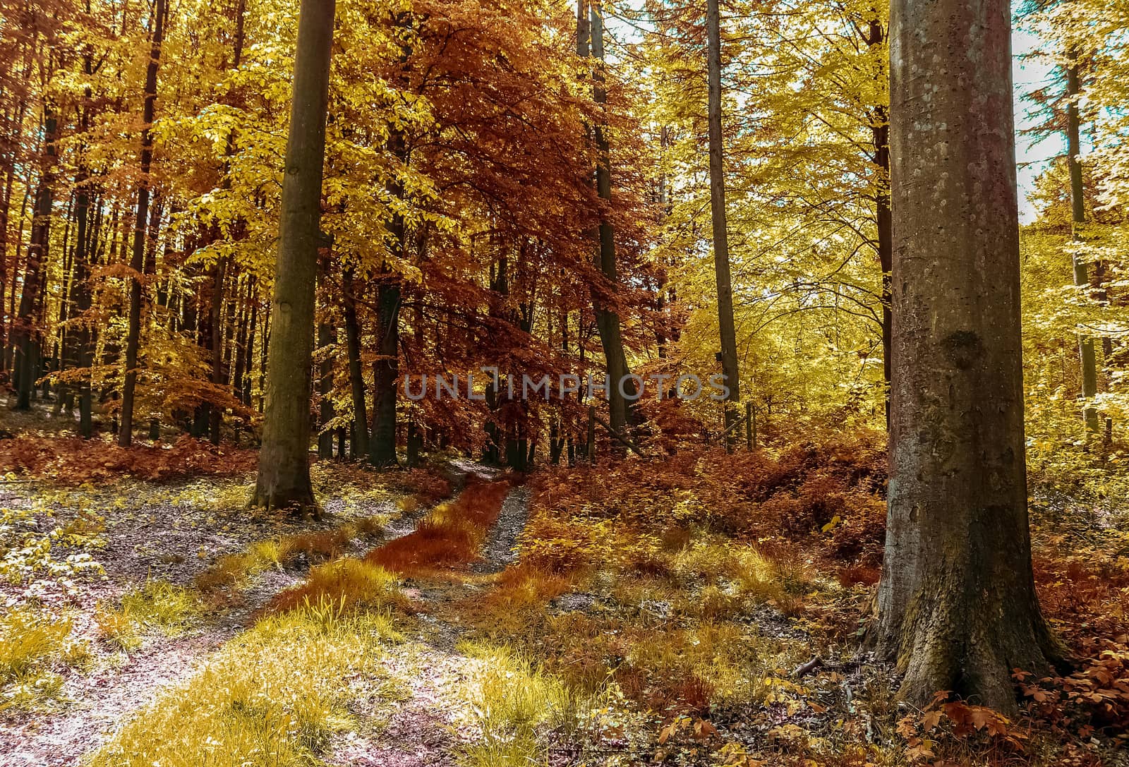 Beautiful panorama view on a golden autumn landscape in the middle of october