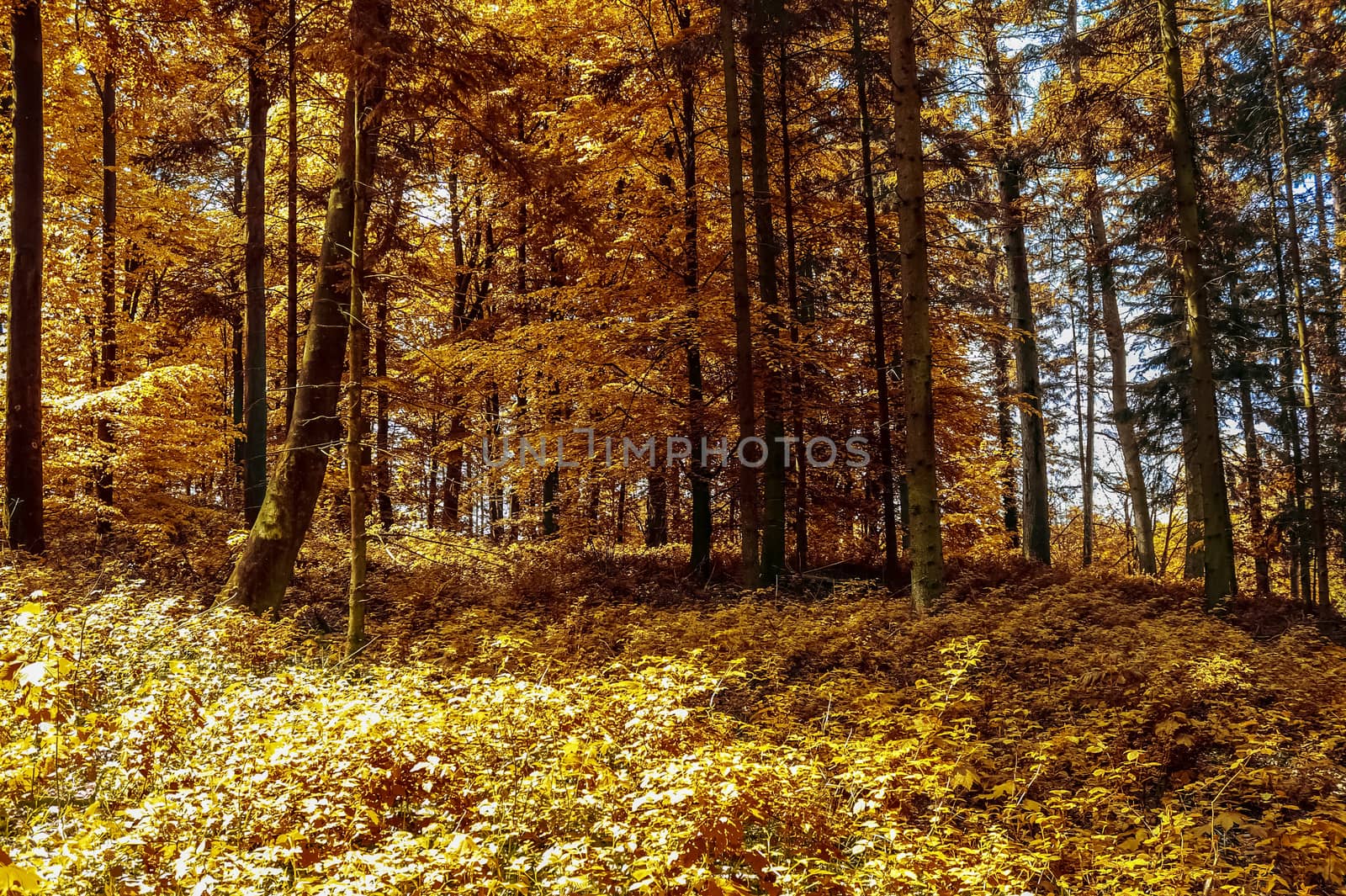 Beautiful panorama view on a golden autumn landscape in the middle of october
