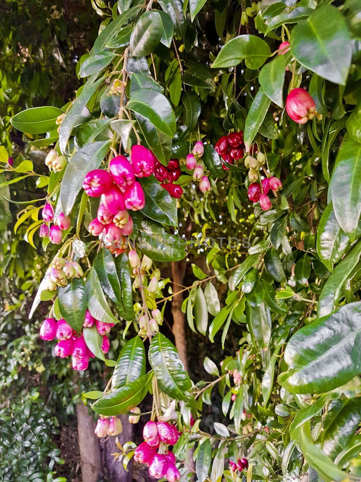 Pink fruits, seeds, flowers or buds in South Africa. by Arkadij