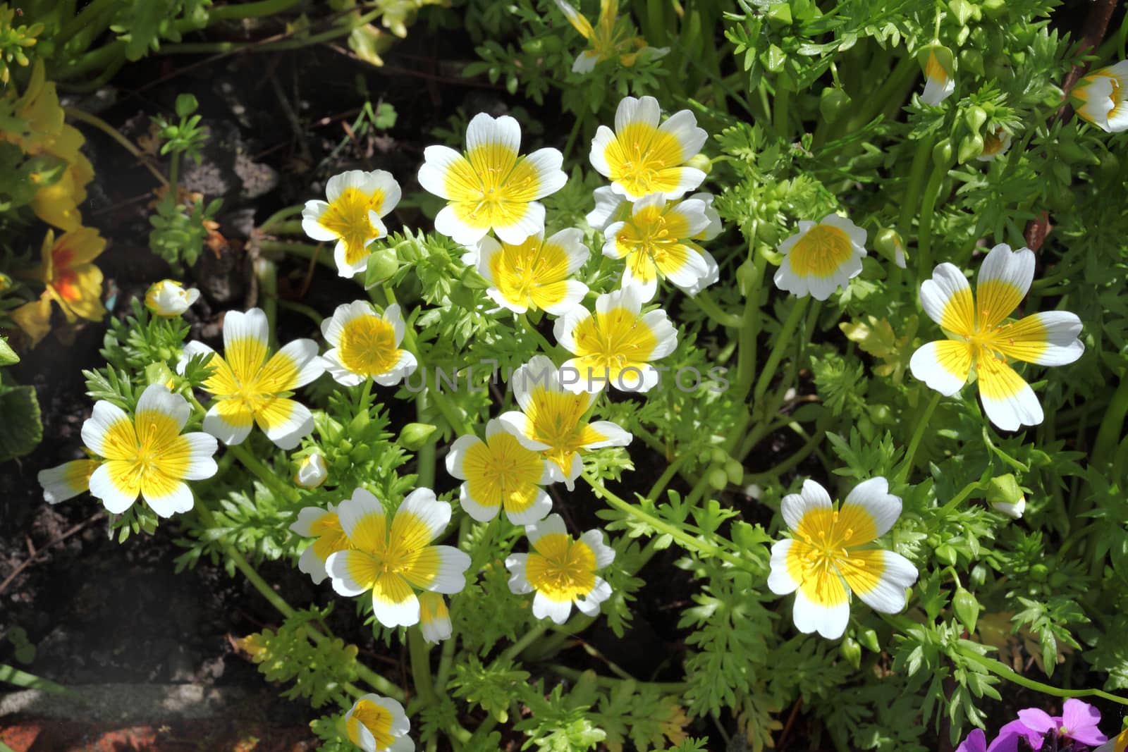 Poached egg plant, (Limanthes douglasii)  a common annual garden flower plant growing throughout spring summer and autumn
