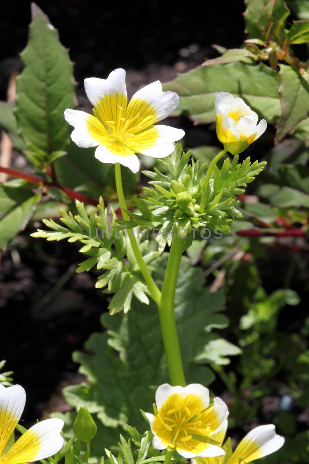 Poached egg plant, (Limanthes douglasii)  a common annual garden flower plant growing throughout spring summer and autumn