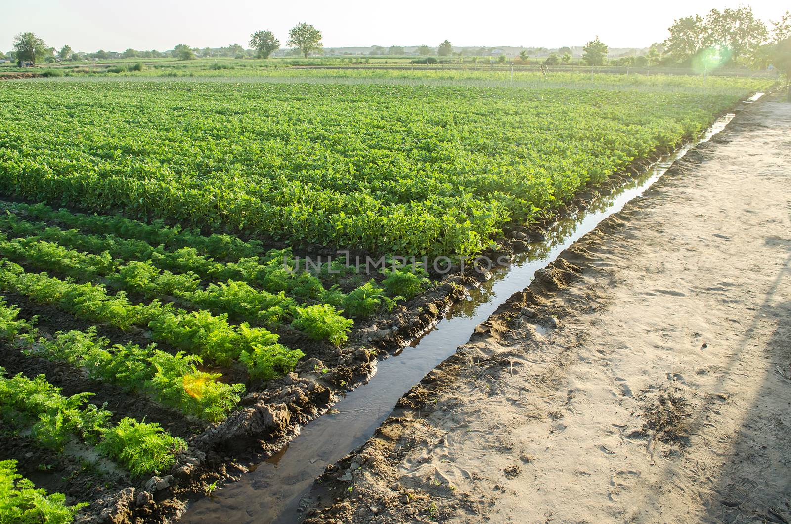 Watering plantation landscape of green carrot and potato bushes. Growing food on the farm. Growing care and harvesting. Agroindustry and agribusiness. Root tubers. Agronomy. European organic farming.