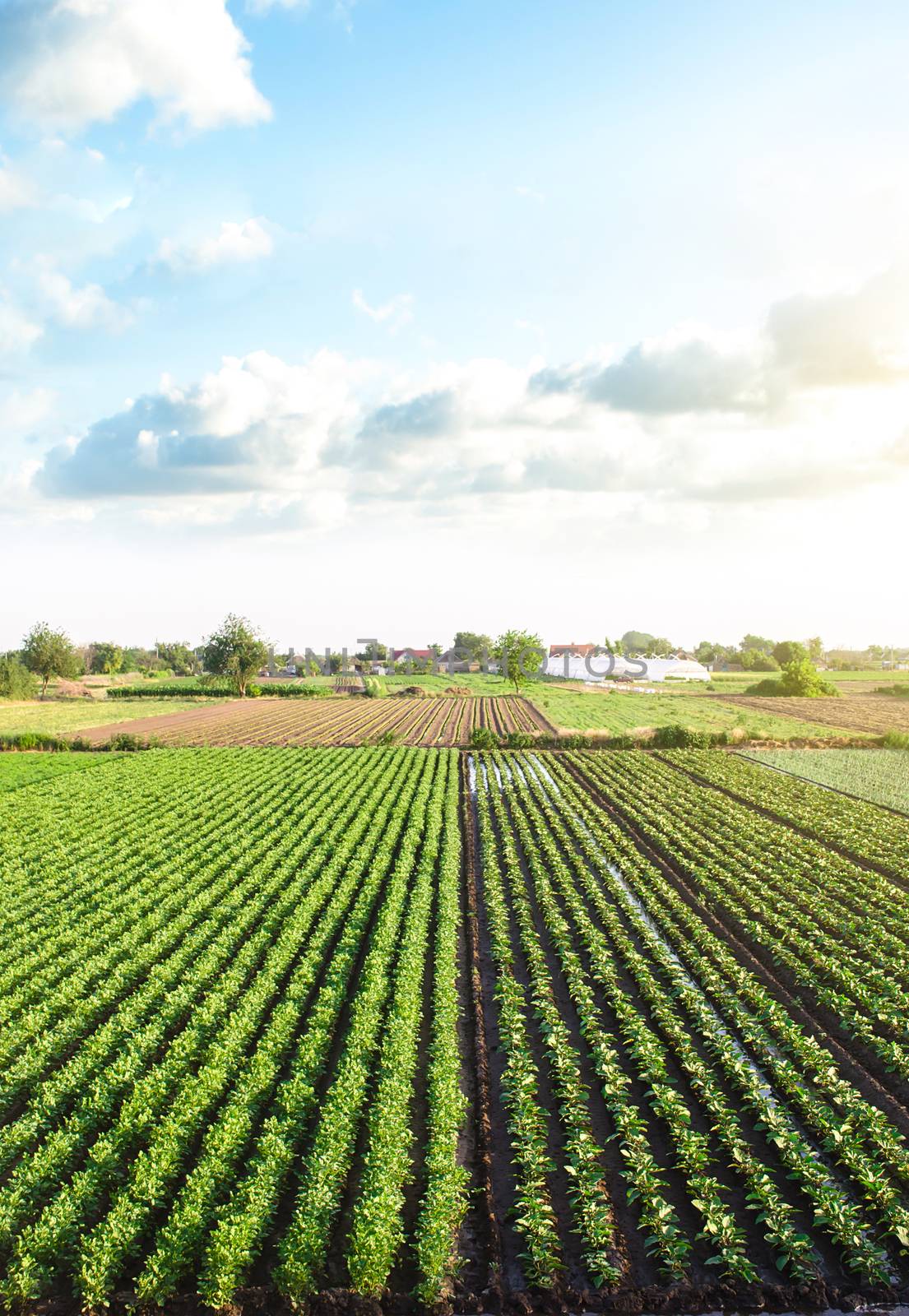 Plantation landscape of green potato bushes. Agroindustry and agribusiness. European organic farming. Growing food on the farm. Growing care and harvesting. Beautiful countryside farmland. Aerial view by iLixe48