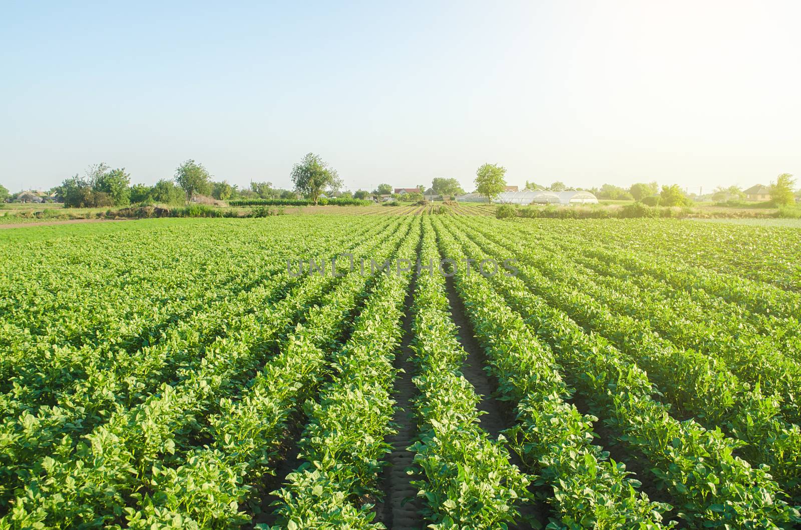 Plantation landscape of green potato bushes. Agroindustry and agribusiness. European organic farming. Growing food on the farm. Growing care and harvesting. Root tubers. Beautiful countryside farmland