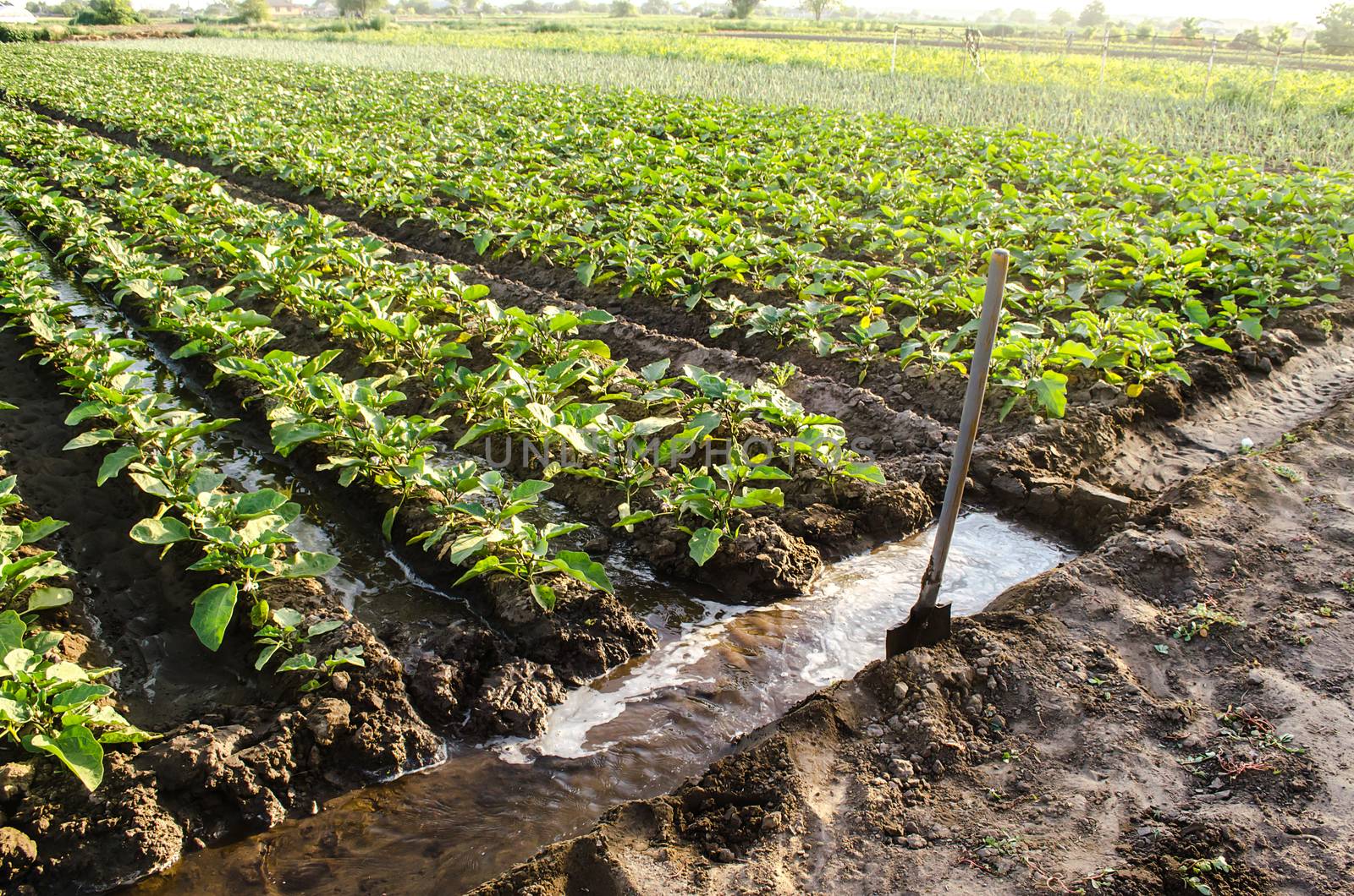 Watering the plantation of young eggplant seedlings through irrigation canals. Agronomy. Rural countryside. European farm, farming. Caring for plants, growing food. Agriculture and agribusiness.