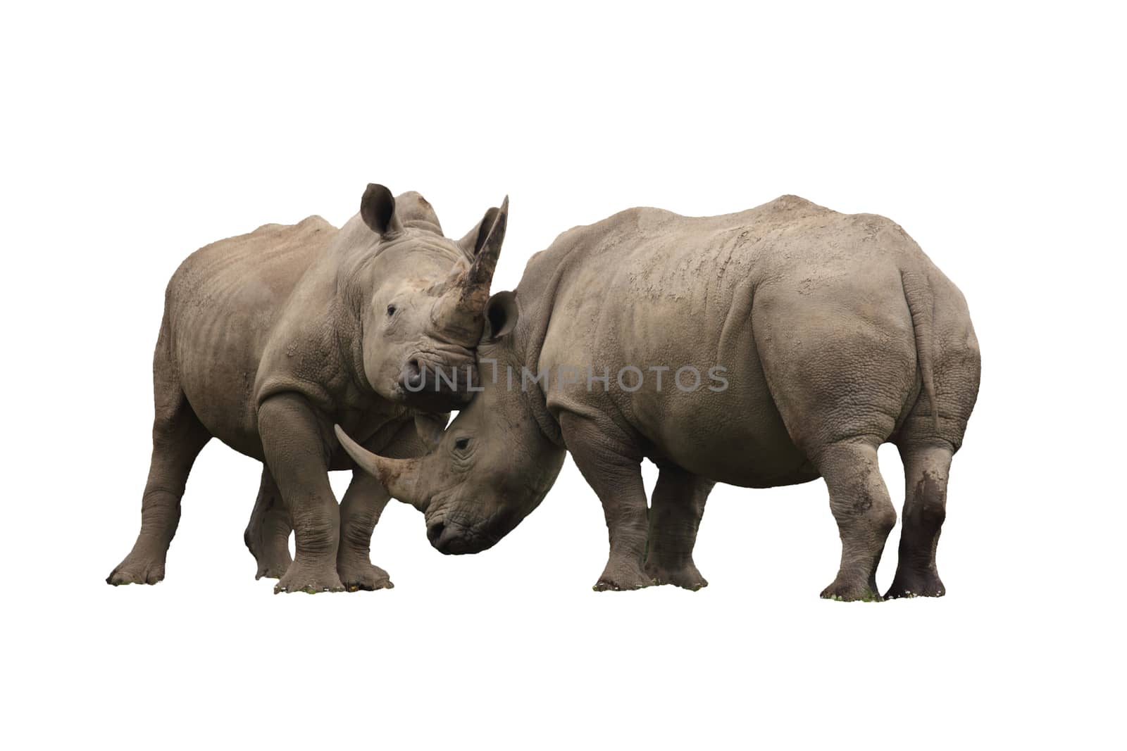 Two rhinoceros fighting cut out and isolated on a white background