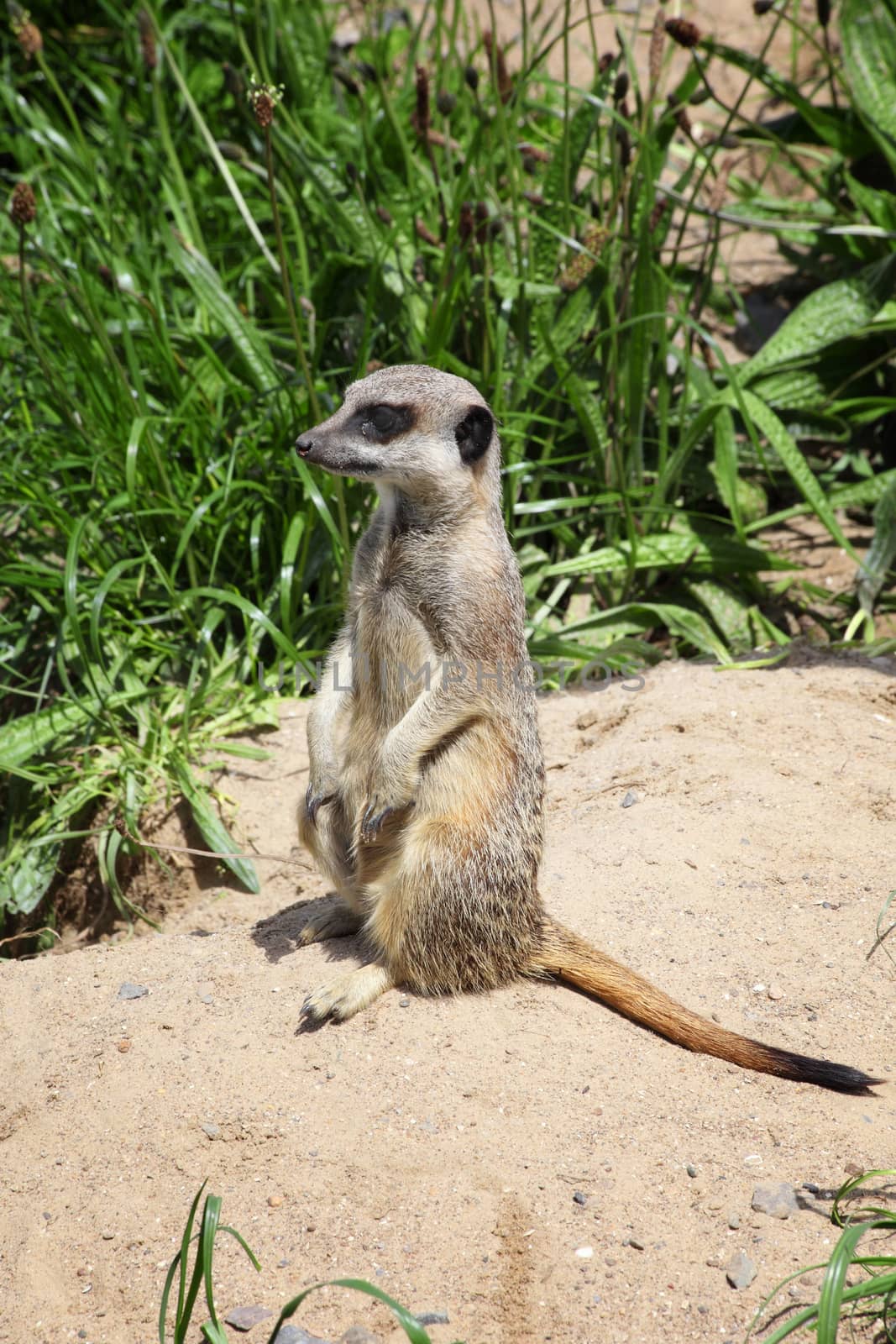 A meerkat sitting on a rock keeping an alert guard