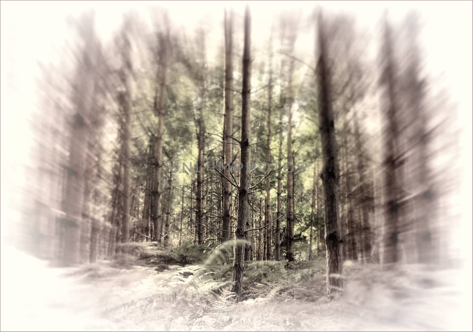 Forest woodland trees with a zoom burst by ant