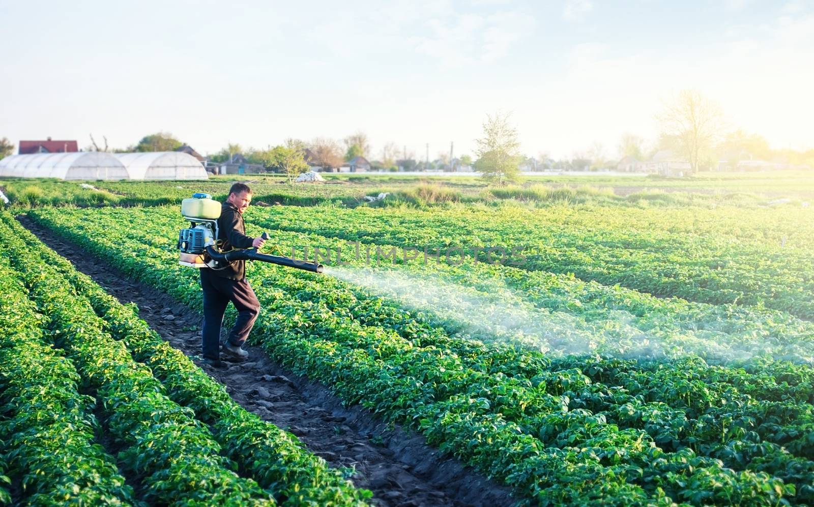 A farmer sprays a potato plantation with pesticides. Protecting against insect plants and fungal infections. Agriculture and agribusiness, agricultural industry. The use of chemicals in agriculture. by iLixe48