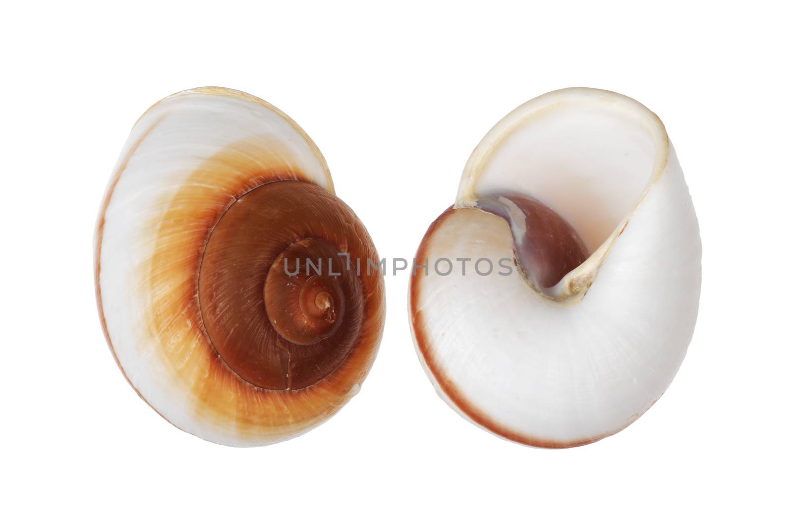 A pair of Nautica spiral shells on white background with clipping path