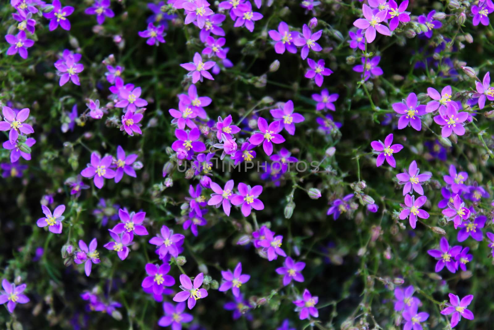 Very small invasive purple flowers in Beja, Portugal.