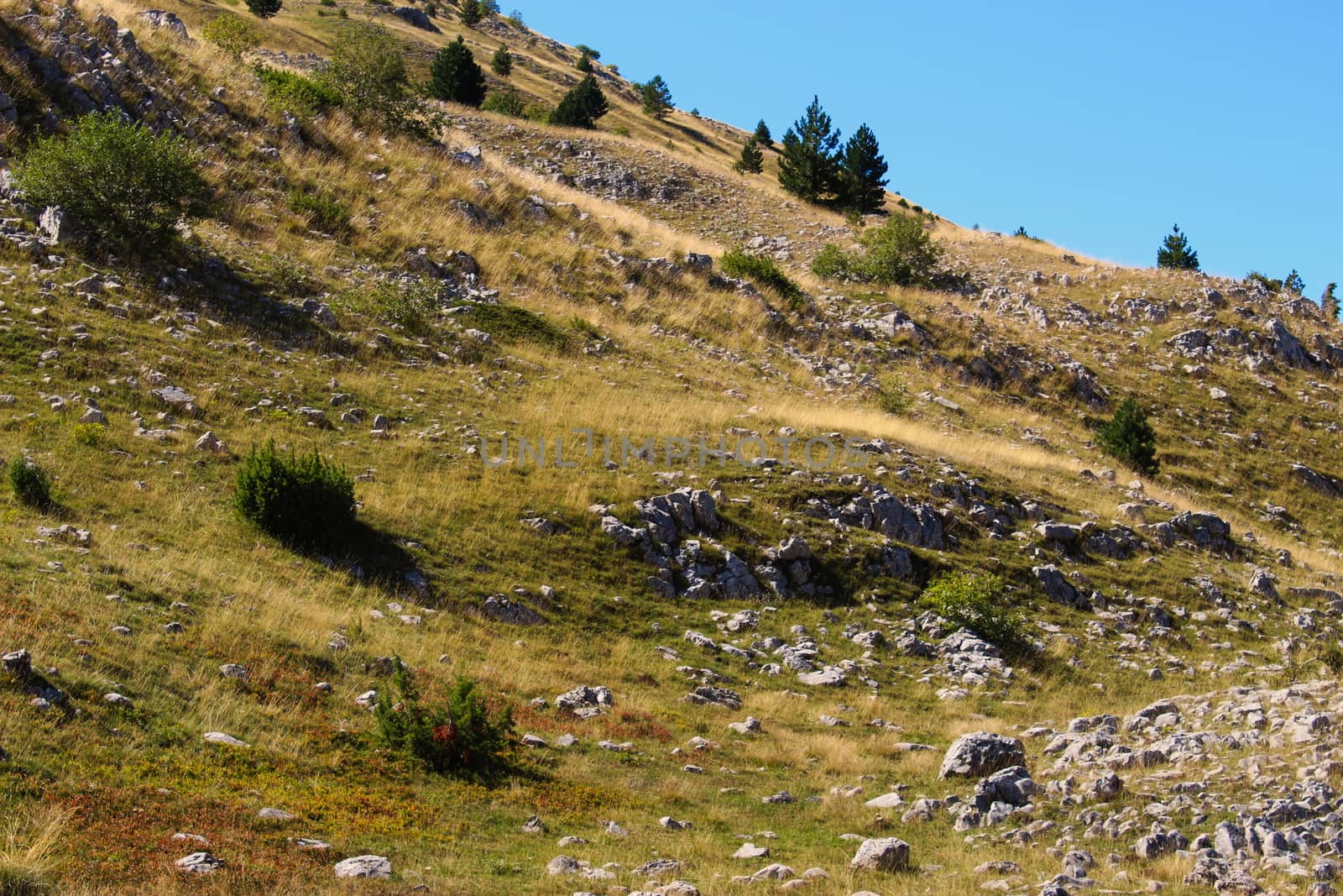 Nature, meadow, rocky, bushes, trees. On the mountain Bjelasnica, Bosnia and Herzegovina.