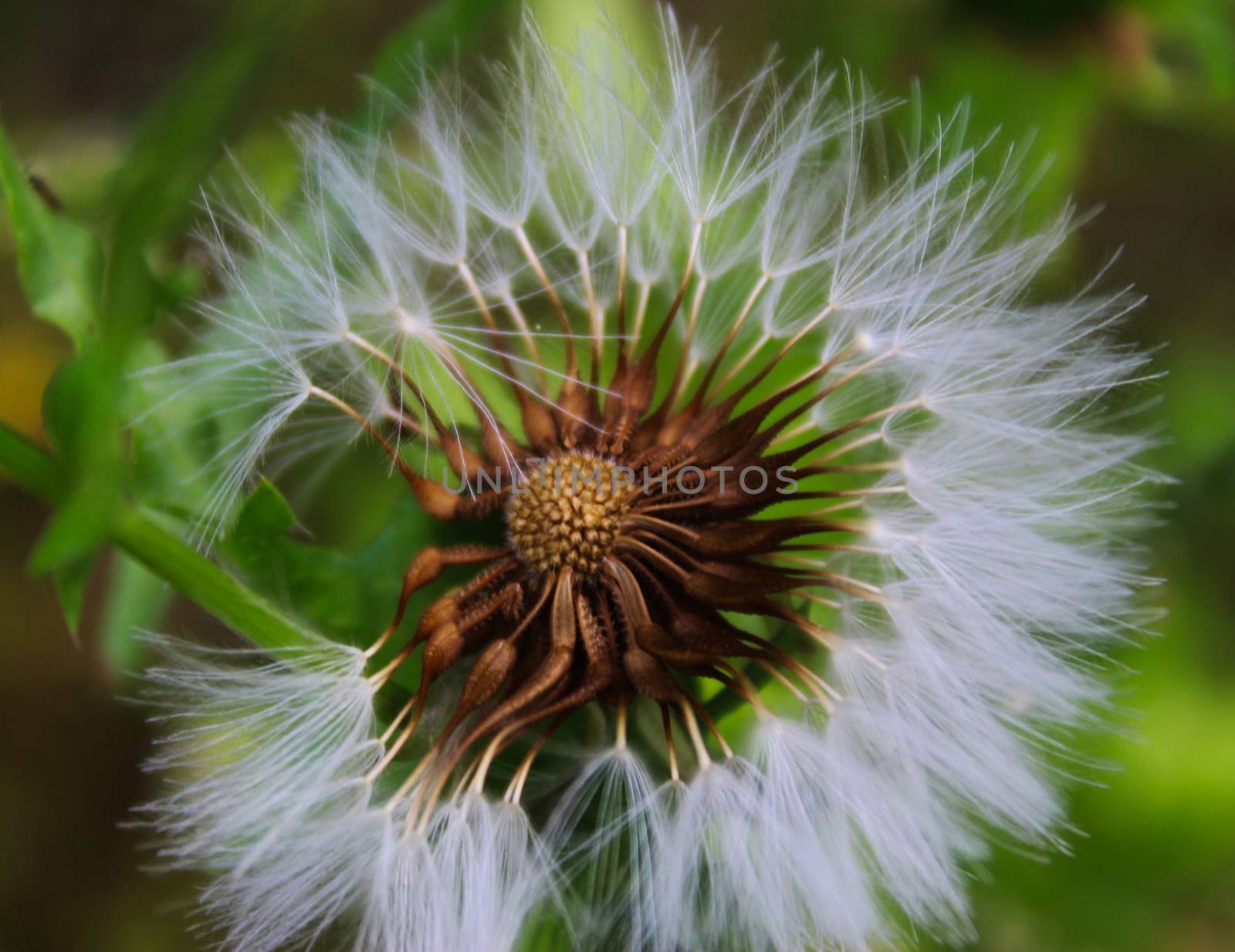Close up macro of dandelion seeds. by mahirrov