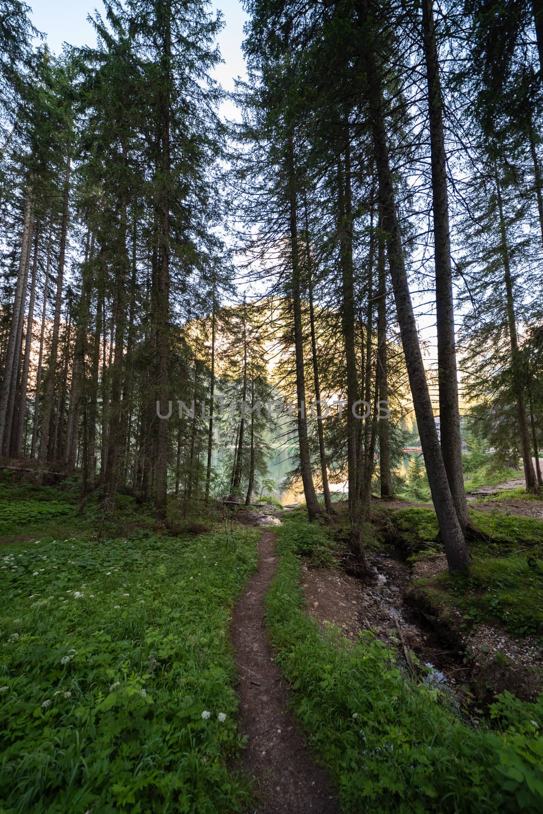 A path that runs through a forest in the Val Pusteria, South Tyrolean Dolomites