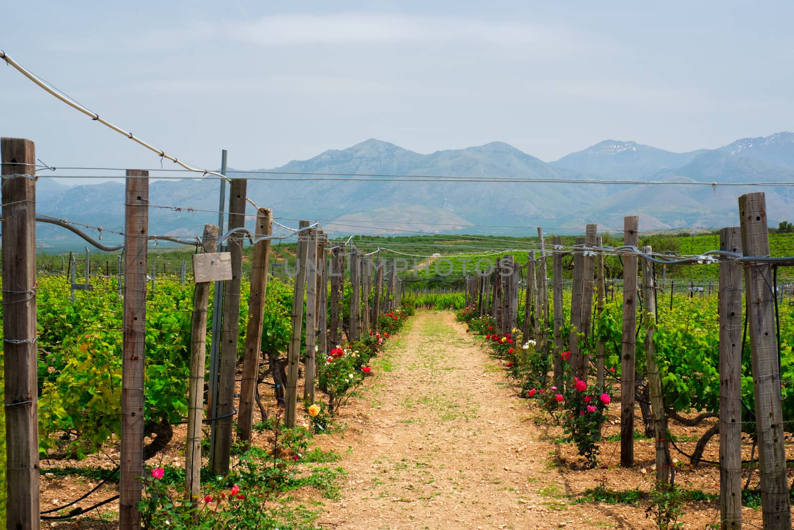 Wineyard with grape rows with roses serving as plant health indicators. Crete island, Greece