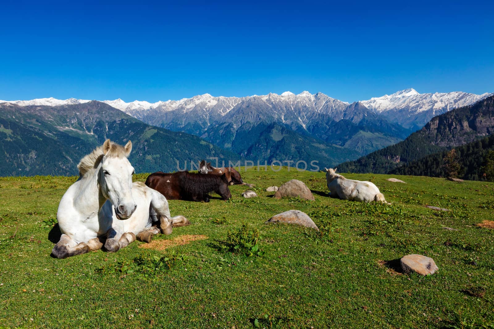 Horses grazing in Himalayas mountains. Himachal Pradesh, India