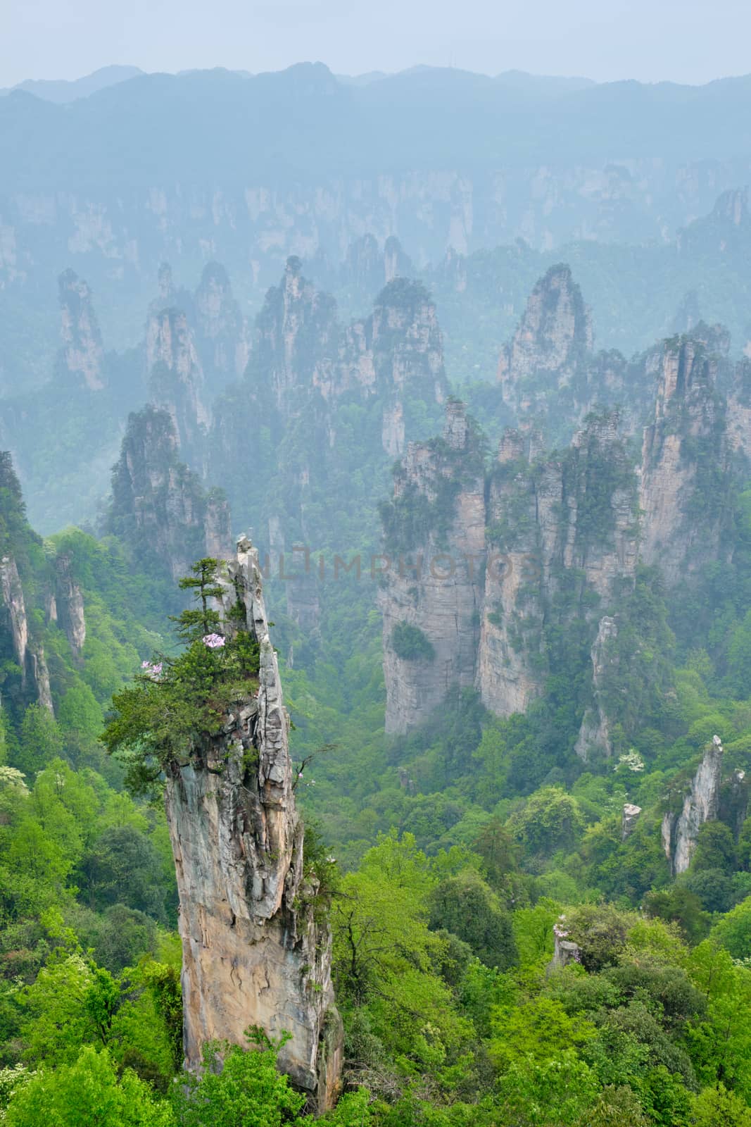 Famous tourist attraction of China - Zhangjiajie stone pillars cliff mountains in fog clouds at Wulingyuan, Hunan, China