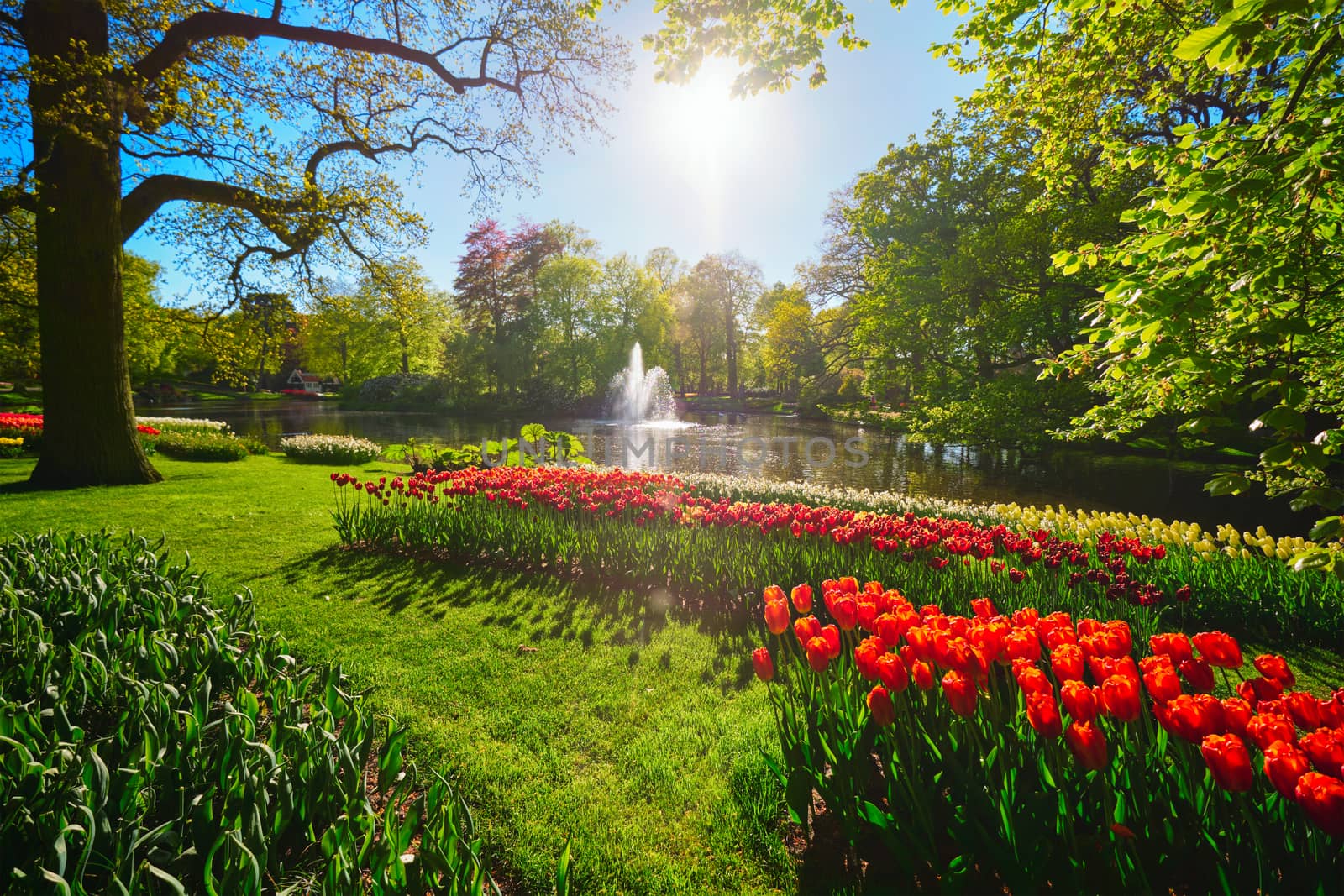 Keukenhof flower garden. Lisse, the Netherlands. by dimol