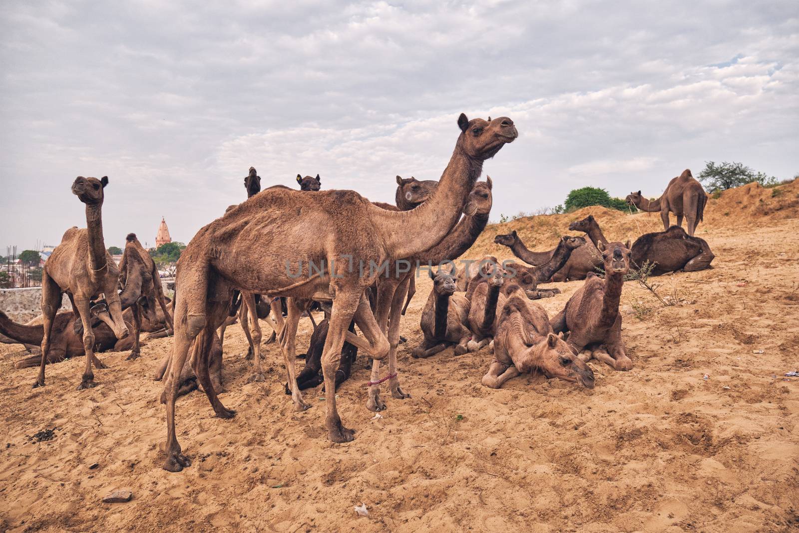 Camels at Pushkar Mela Pushkar Camel Fair famous tourist attraction in Pushkar, Rajasthan, India