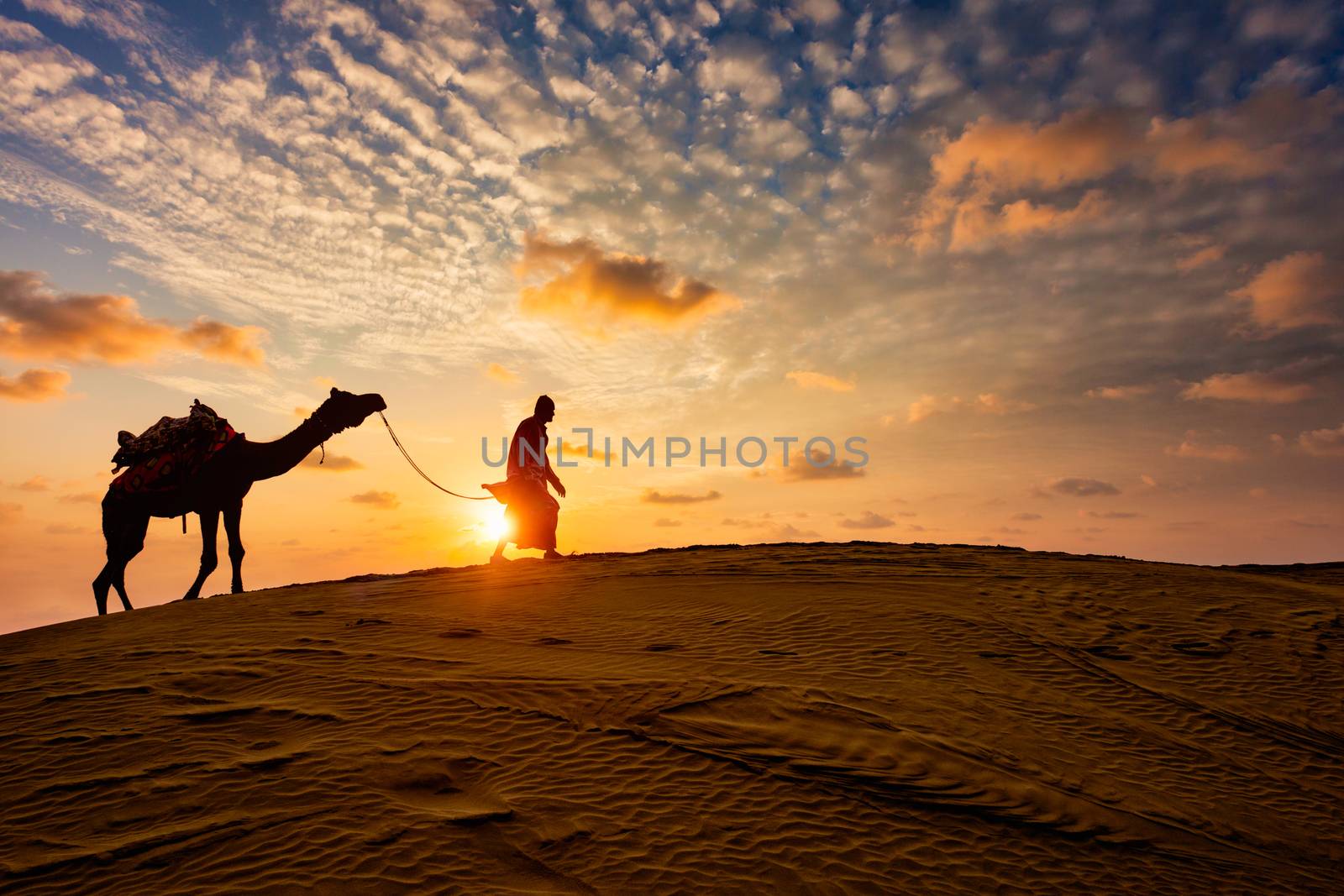 Indian cameleer camel driver with camel silhouettes in dunes on sunset. Jaisalmer, Rajasthan, India by dimol