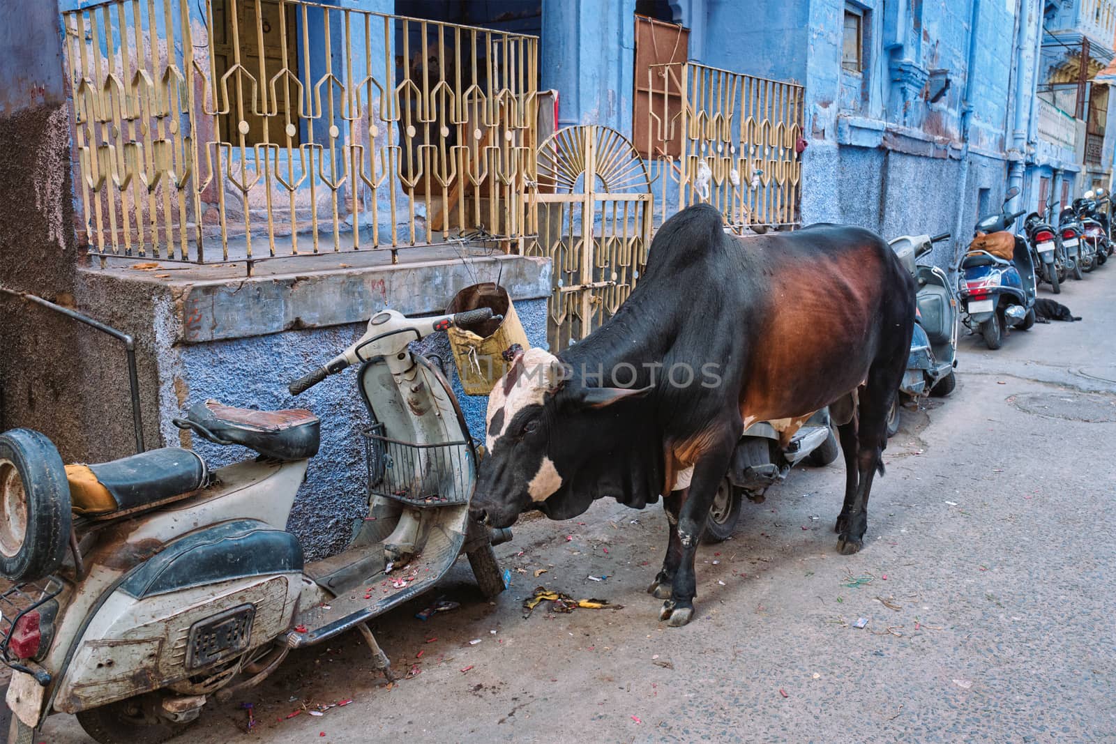 Cow in the street of India by dimol