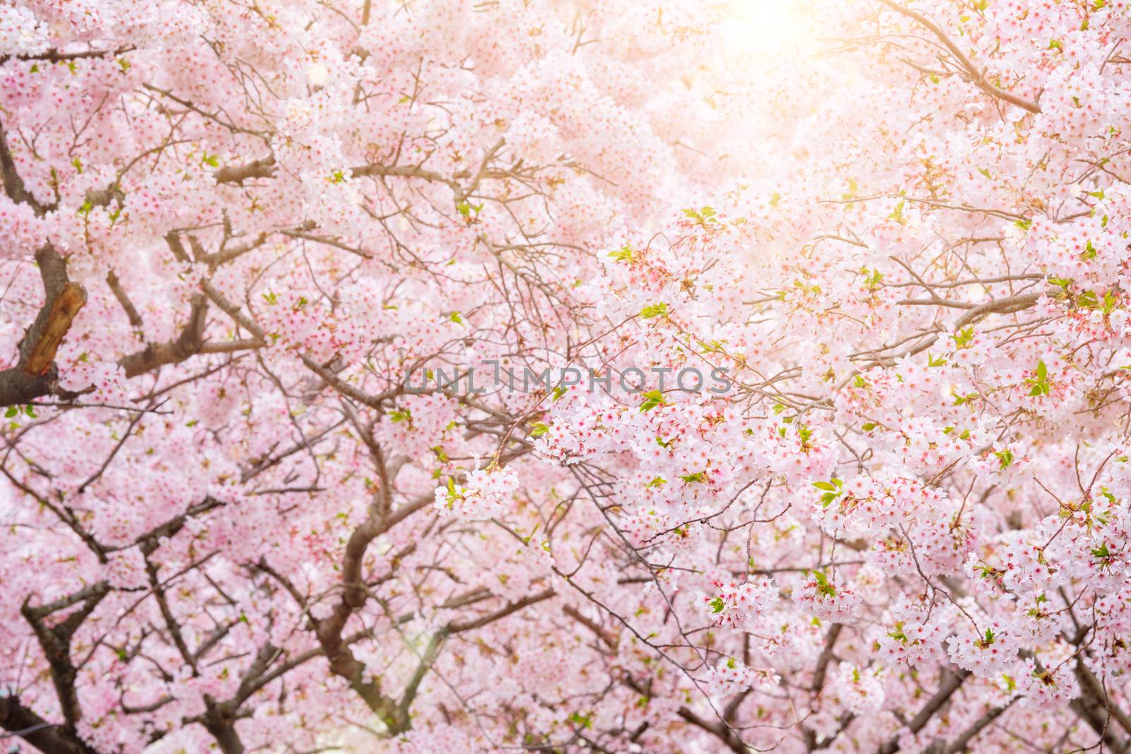 Blooming sakura cherry blossom close up background in spring, South Korea. With sun and lens flare