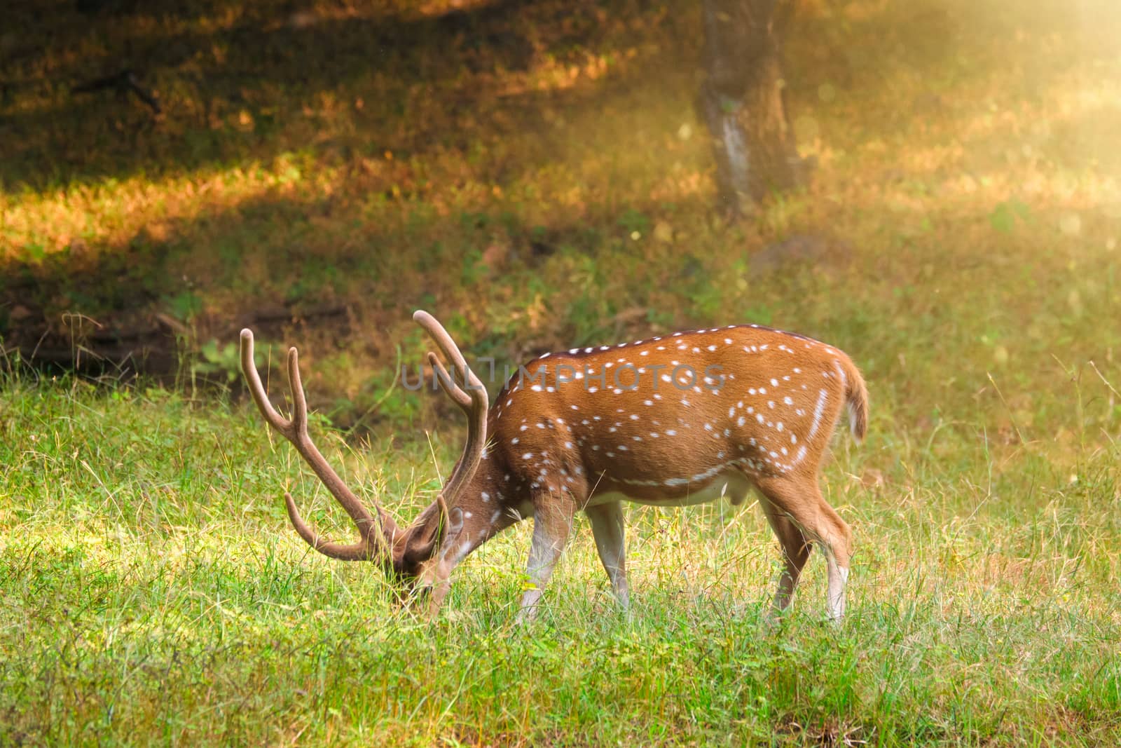 Beautiful male chital or spotted deer in Ranthambore National Park, Rajasthan, India by dimol